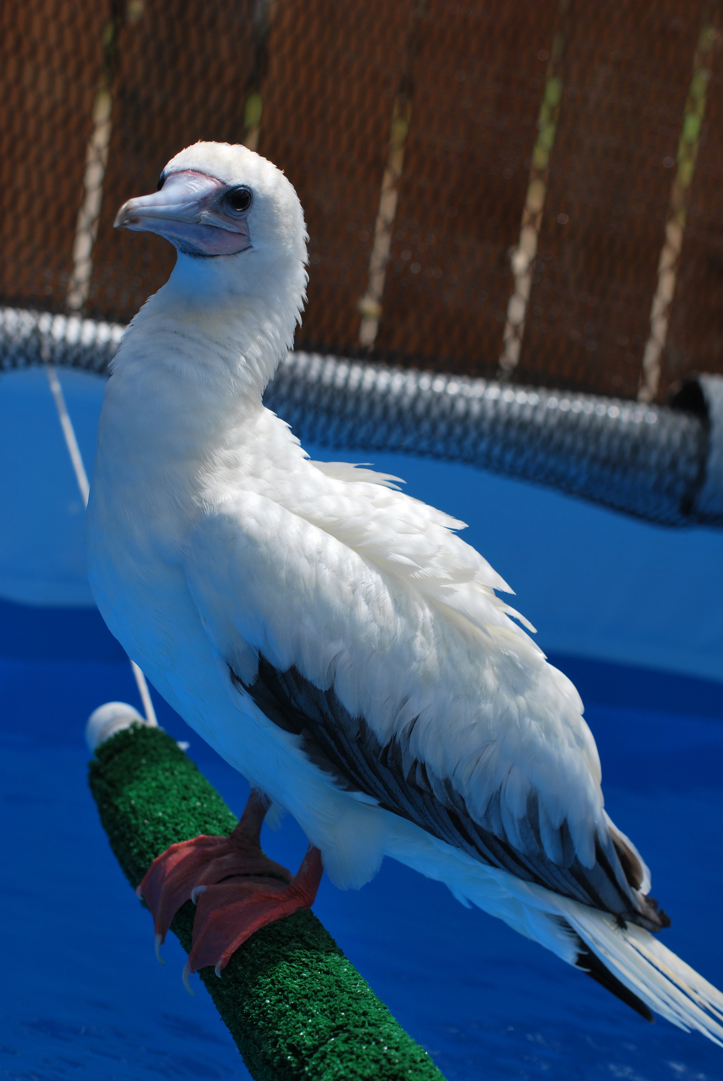 Red-footed Booby/‘Ā