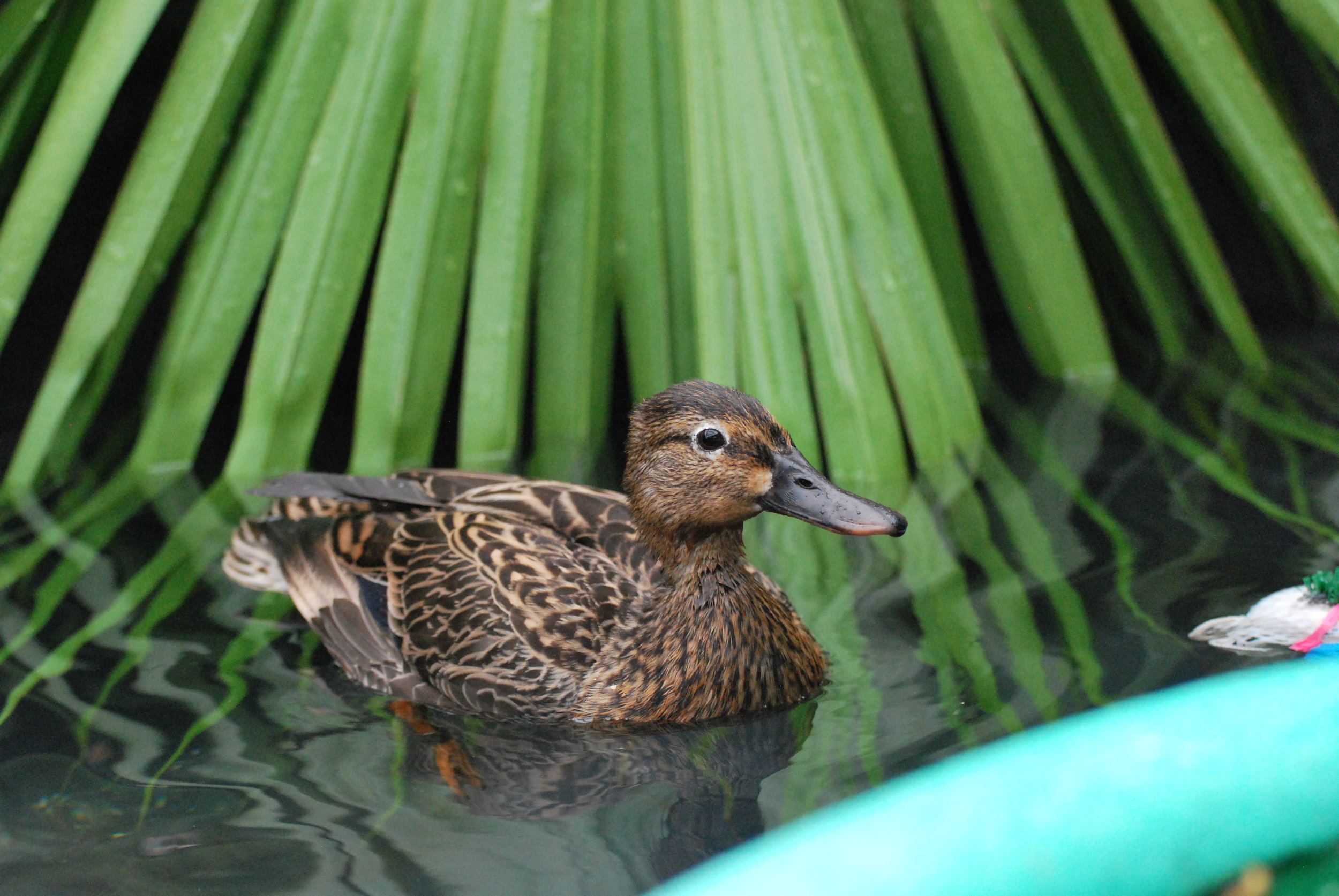 Hawaiian Duck/Koloa Maoli