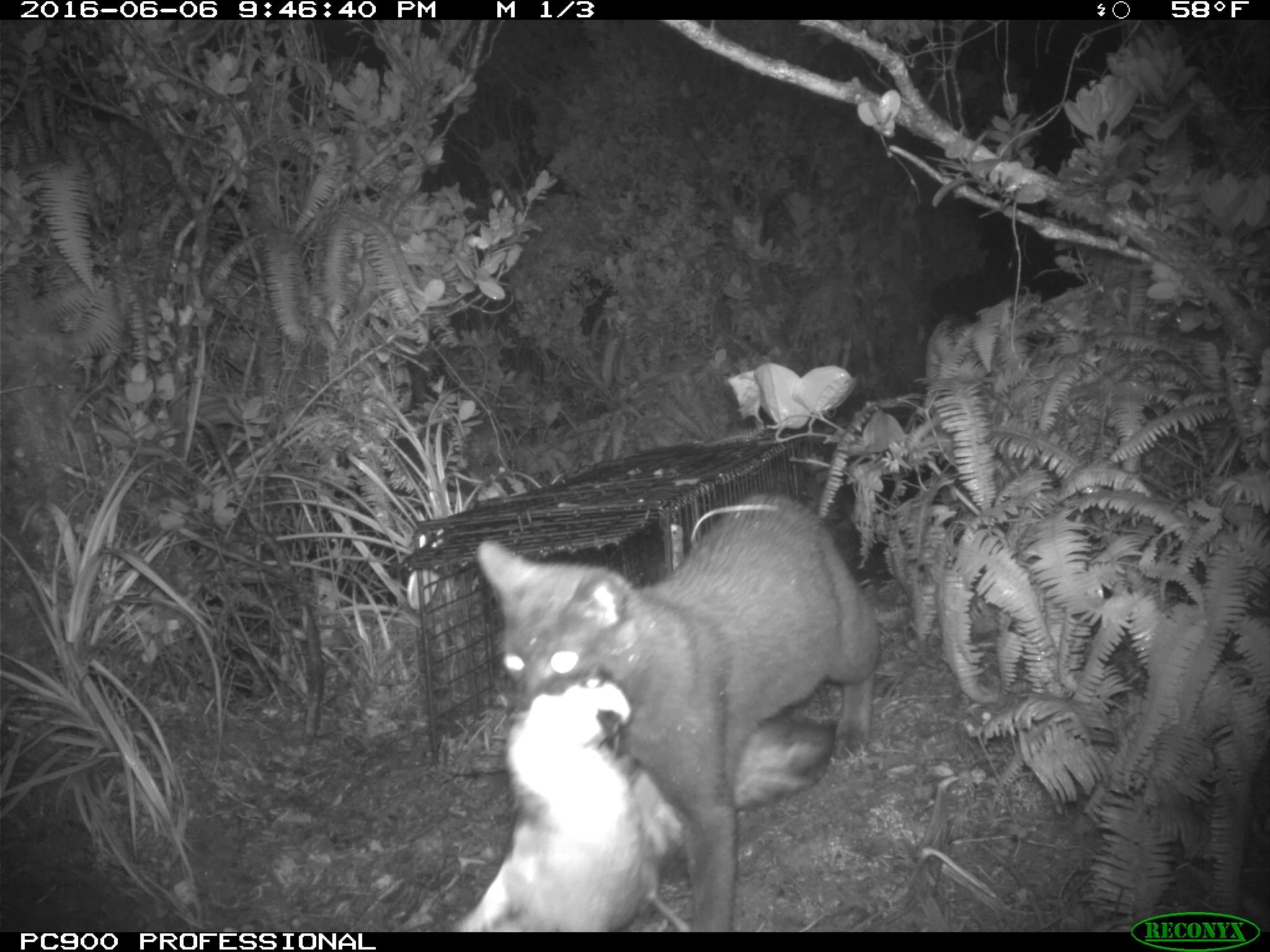 A feral cat predating an endangered Hawaiian Petrel Photo by KESRP