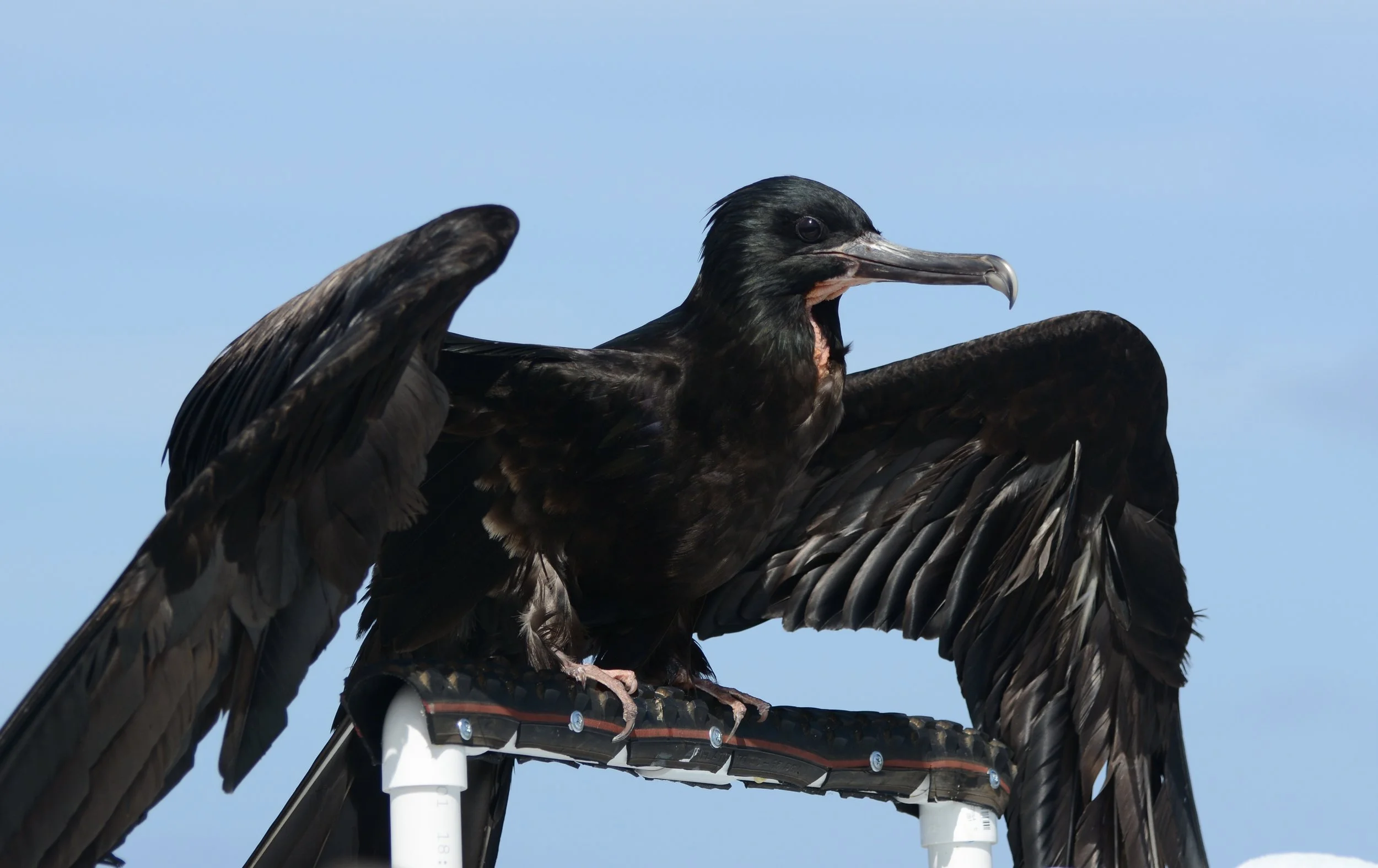 Great Frigatebird/ʻIwa