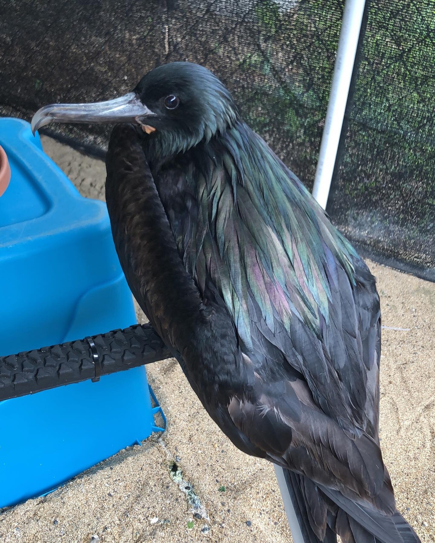 And the answer to What Bird Wednesday is... Great Frigatebird / 'Iwa! MCB074, to be exact 😊 He had tumbled into the ocean while pursuing prey and quickly became waterlogged. A nearby boat crew retrieved him from the water, handed him off to a visito