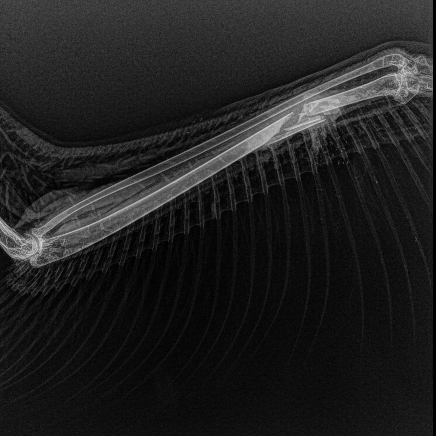 Happy Medical Monday! Today we'd like to introduce you to the art and science of splinting fractures! 
&bull;
Please never attempt to splint an injured animal by yourself. Bring any hurt wildlife to your local rehabilitation center or vet ASAP so the