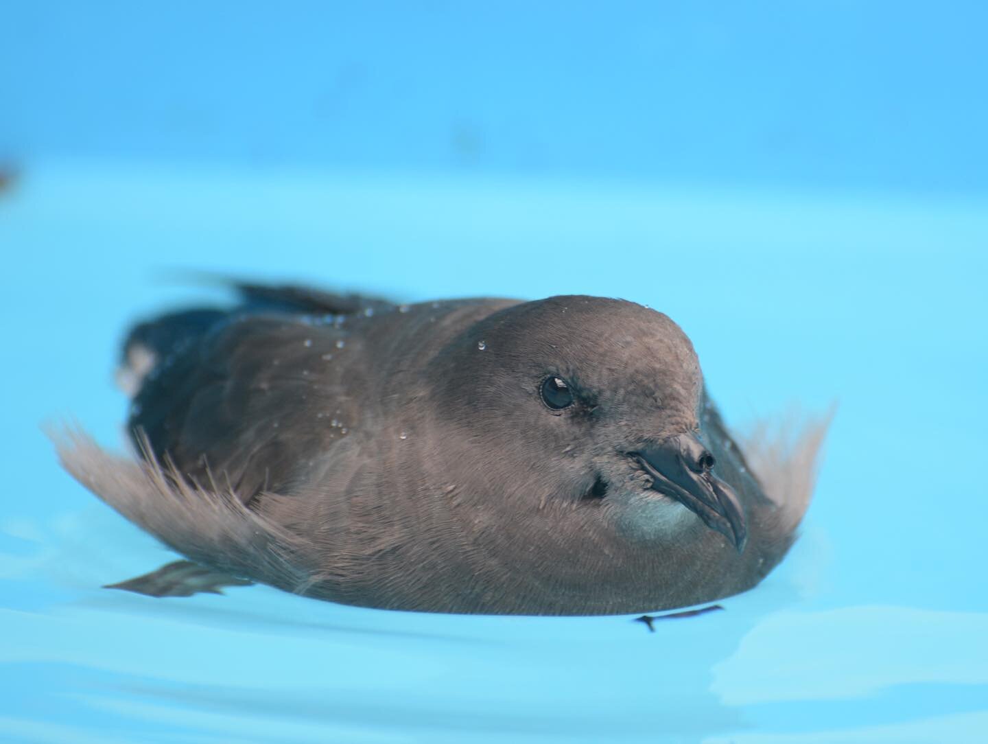 What Bird Wednesday was a tough one this week! Way to go to those of you who guessed Bulwer's Petrel / 'Ou! 👏 These little guys breed on/near Kaua'i in small numbers, but the best way to spot them in Hawai'i is on the water.
&bull;
This 'Ou was reha