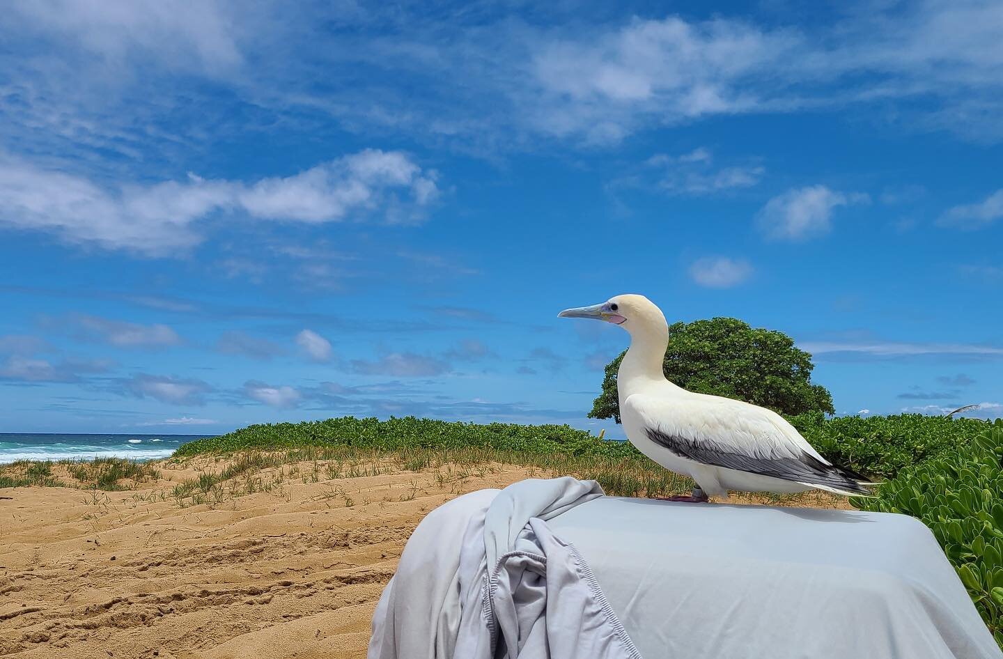 It's been a gorgeous, sunny day on Kaua'i, so we thought we'd spread some Aloha and love by sharing this recent Red-footed Booby / 'Ā release! ☀️🌱
&bull;
MMJ080 came to SOS on Valentine&rsquo;s Day (2/14) with a puncture wound on her right wing, ove