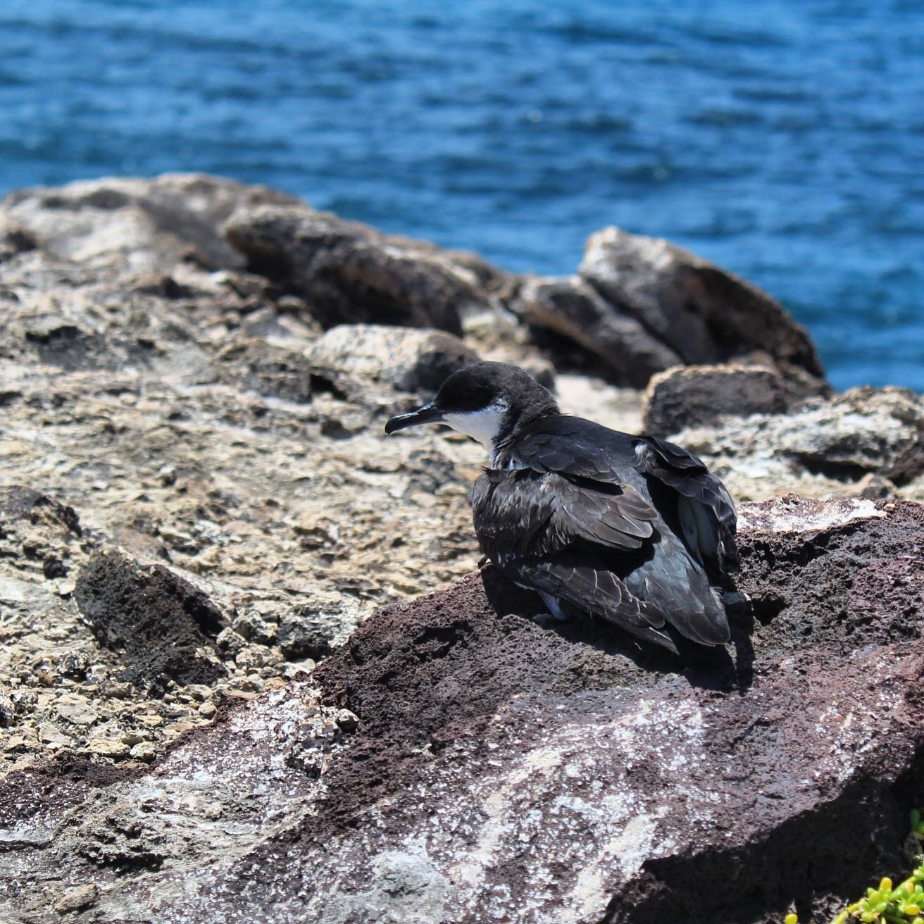 And the answer to What Bird Wednesday is&hellip; the Newell&rsquo;s Shearwater / &lsquo;A&lsquo;o! These birds are currently nesting up in the mountains on Kaua&lsquo;i. Hence the brood patch posted on Wednesday 🤗
&bull;
The bird pictured is MMJ112.