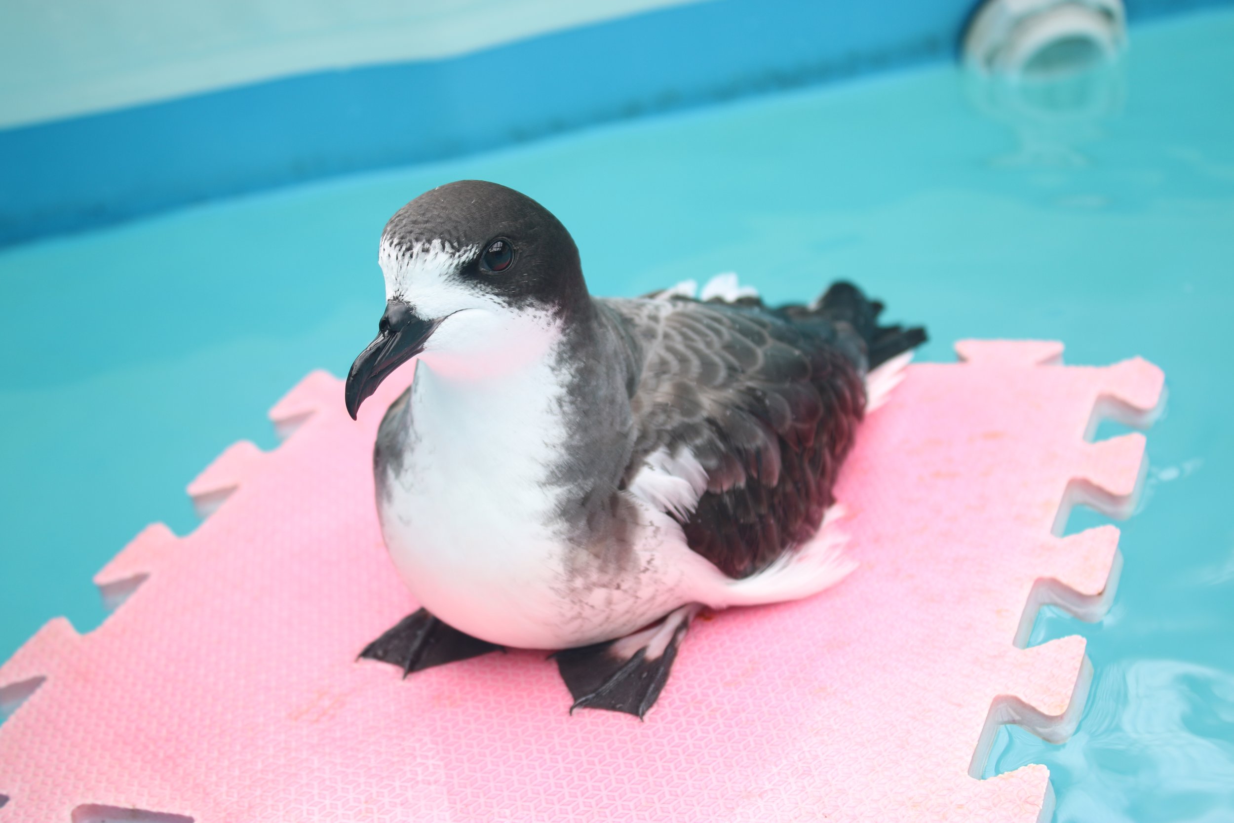 Hawaiian Petrel MMJ122 (1) (1).JPG