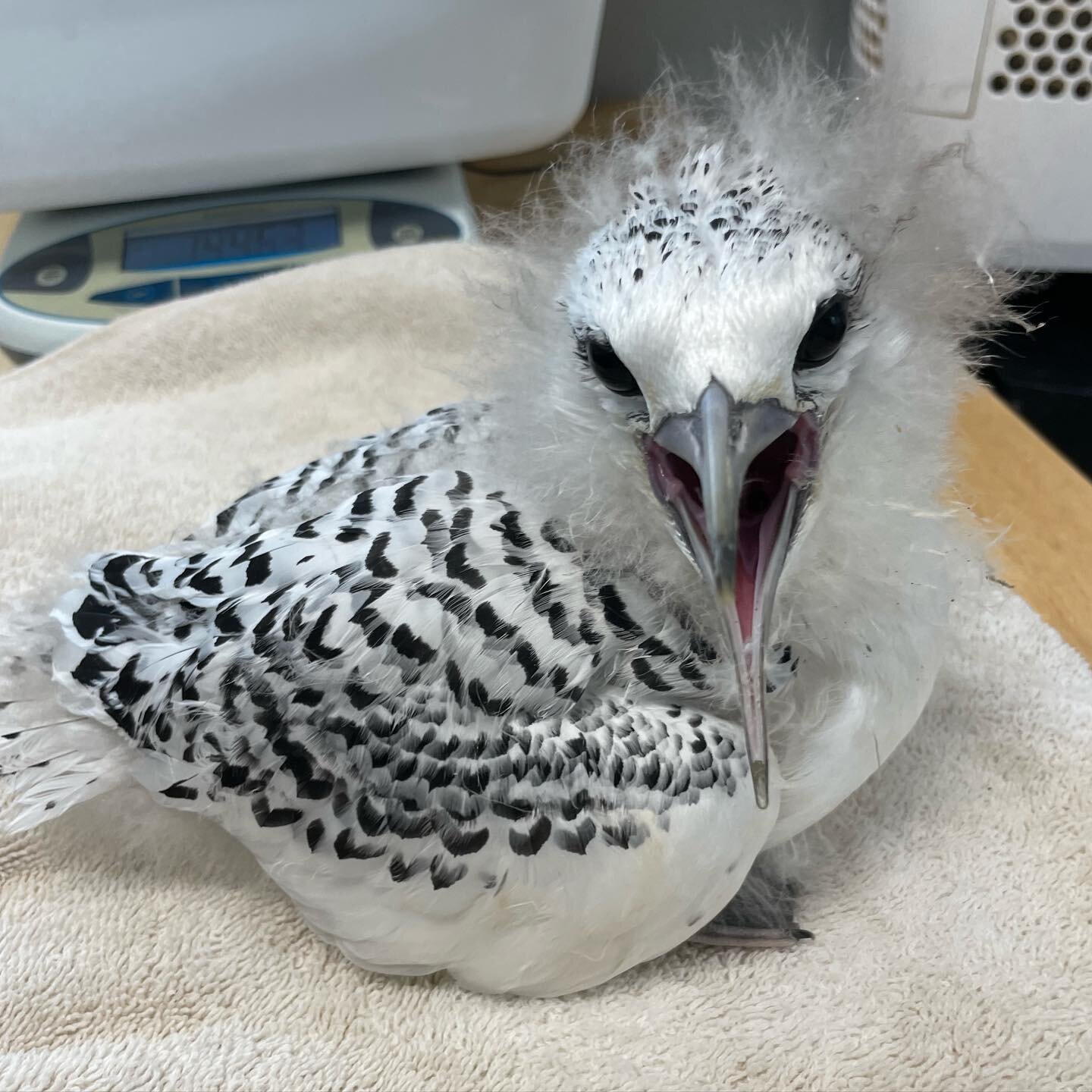 A tropicbird character development photo series 💫 This koa'e kea has gone from timid and reserved to &ldquo;Where is my ocean view?&rdquo; in one short month 😆 One more to go! 🌊
&bull;
Pics taken during daily exams Aug 24th, Aug 6th, and upon inta