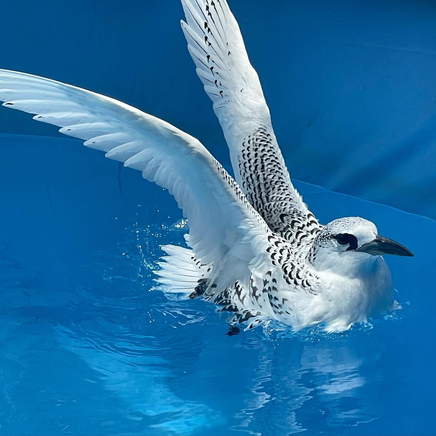 There has been lots of stretching, flapping, preening, and bathing happening on our conditioning pool this morning! This young Red-tailed Tropicbird / koa&lsquo;e&lsquo;ula has been getting his/her feathers waterproof and ready to fly for the last se