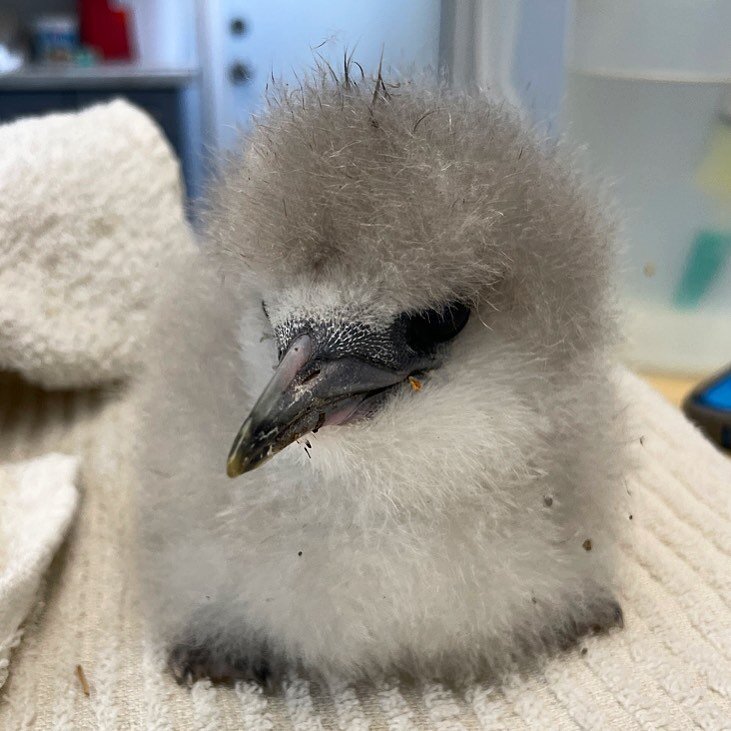 Check out our newest patient! Can anyone guess the species of this downy youngster? 🧐
&bull;
&bull;
&bull;
#saveourshearwaters #wildlifeconservation #wildliferehab #kauai #hawaii #conservation #wildliferescue #birds #seabirds #nonprofit #rescue #reh