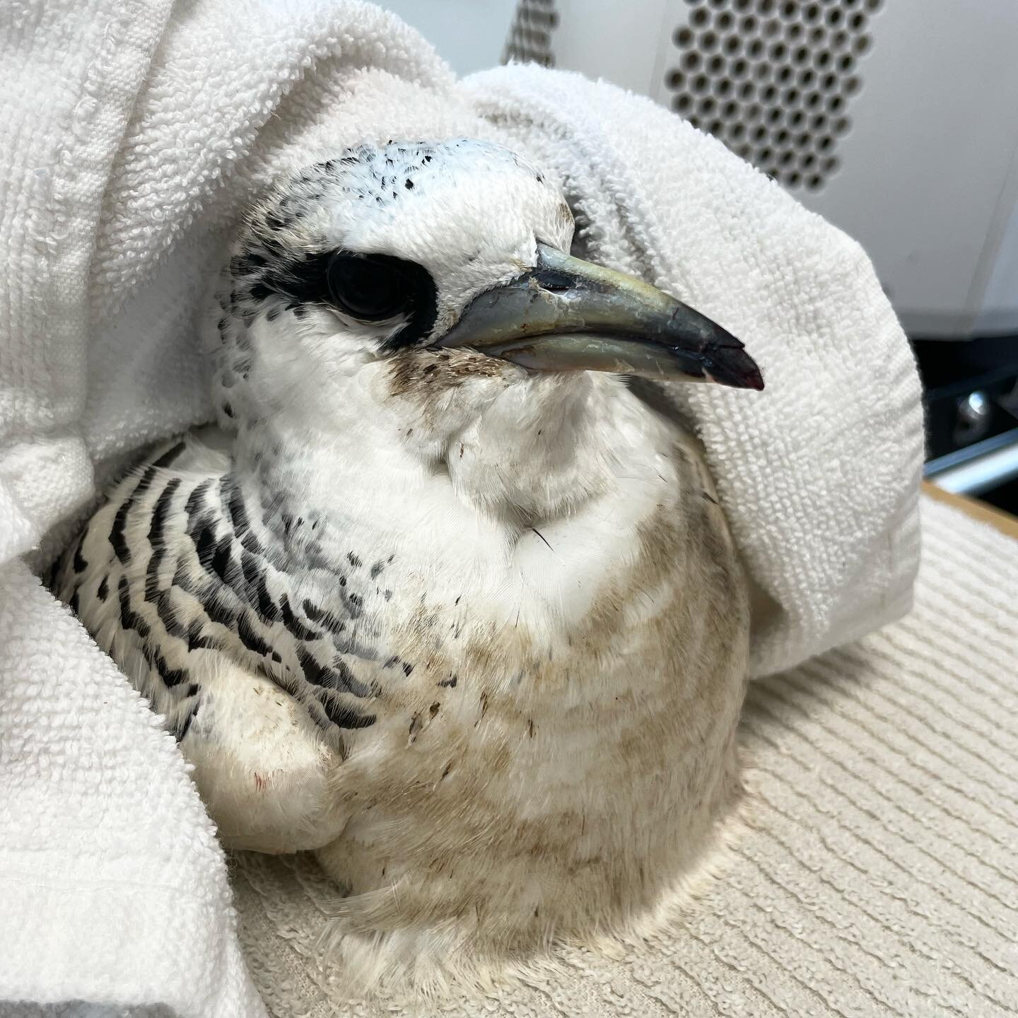 It&rsquo;s been a busy day here at SOS! We released 5 patients earlier today which included this White-tailed Tropicbird / Koa'e kea (following lots of pooling 😝) that had a damaged bill tip from a collision. In total we released 3 white-tailed trop