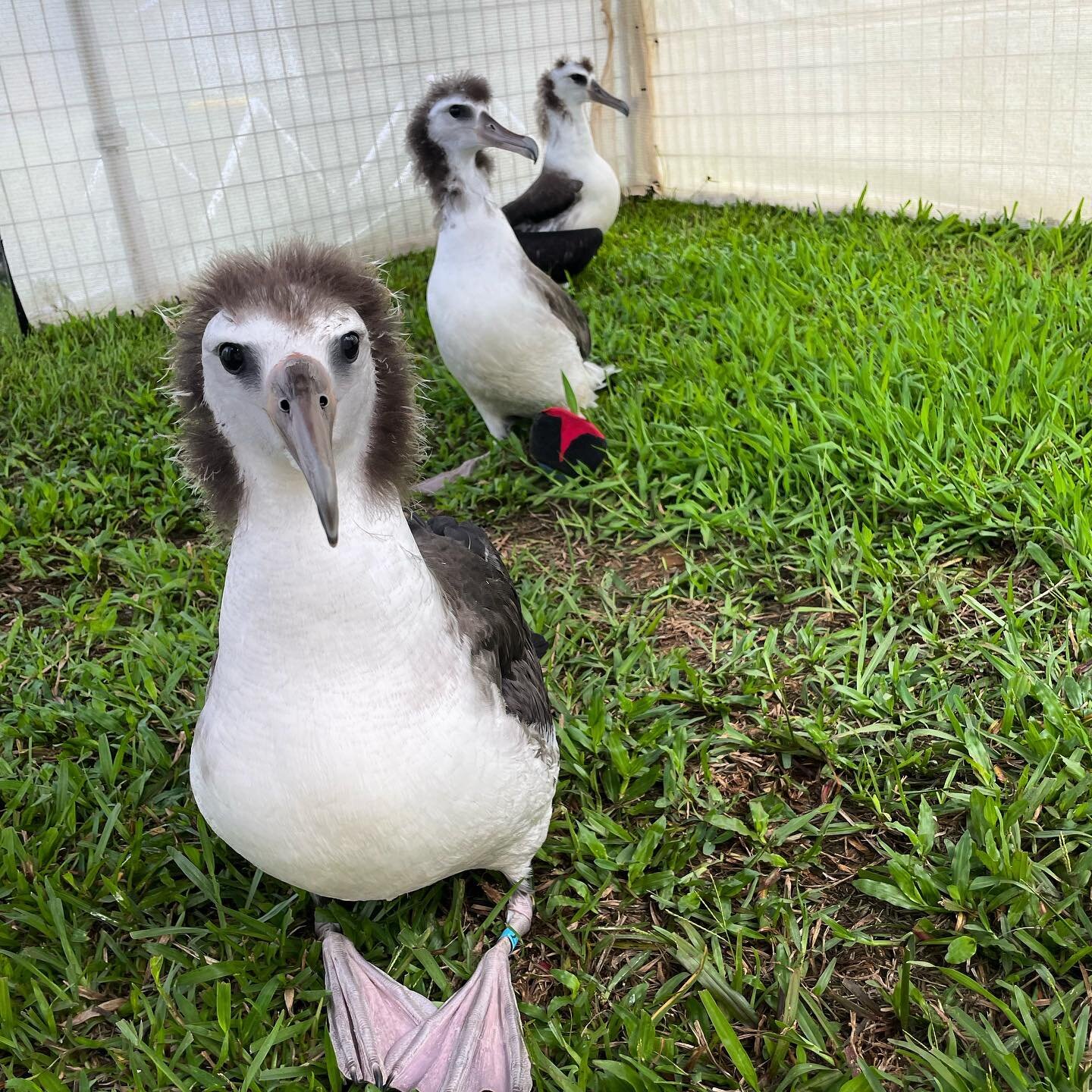 What would this trio&rsquo;s band name be? 😂 These young Laysan Albatross / mōlī all came into care this past week from different areas of the island. While the rest of the young albatross are headed out to sea for the first time during the next few