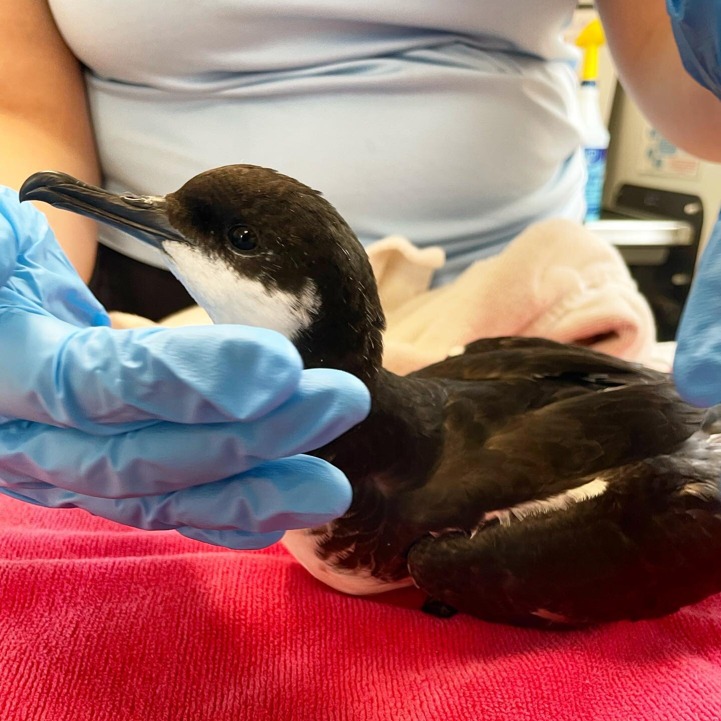 And the answer to Sunday&rsquo;s post is&hellip;. Newell&rsquo;s Shearwater / &lsquo;A&lsquo;o! Did you guess correctly?? 😄 
&bull;
&bull;
&bull;
#saveourshearwaters #wildlifeconservation #wildliferehab #kauai #hawaii #conservation #wildliferescue #