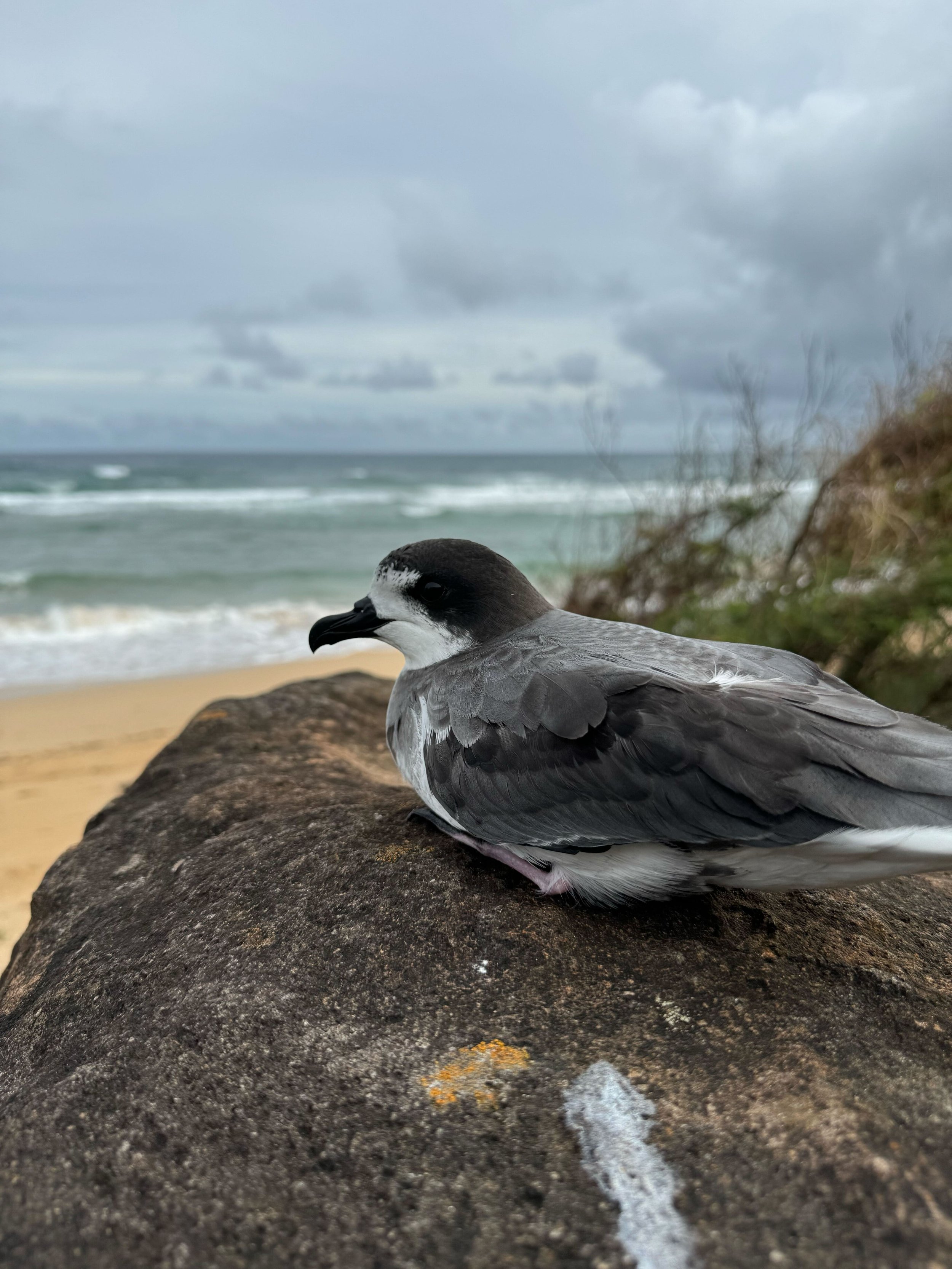 uau chick ready for release_J Nelson.jpg