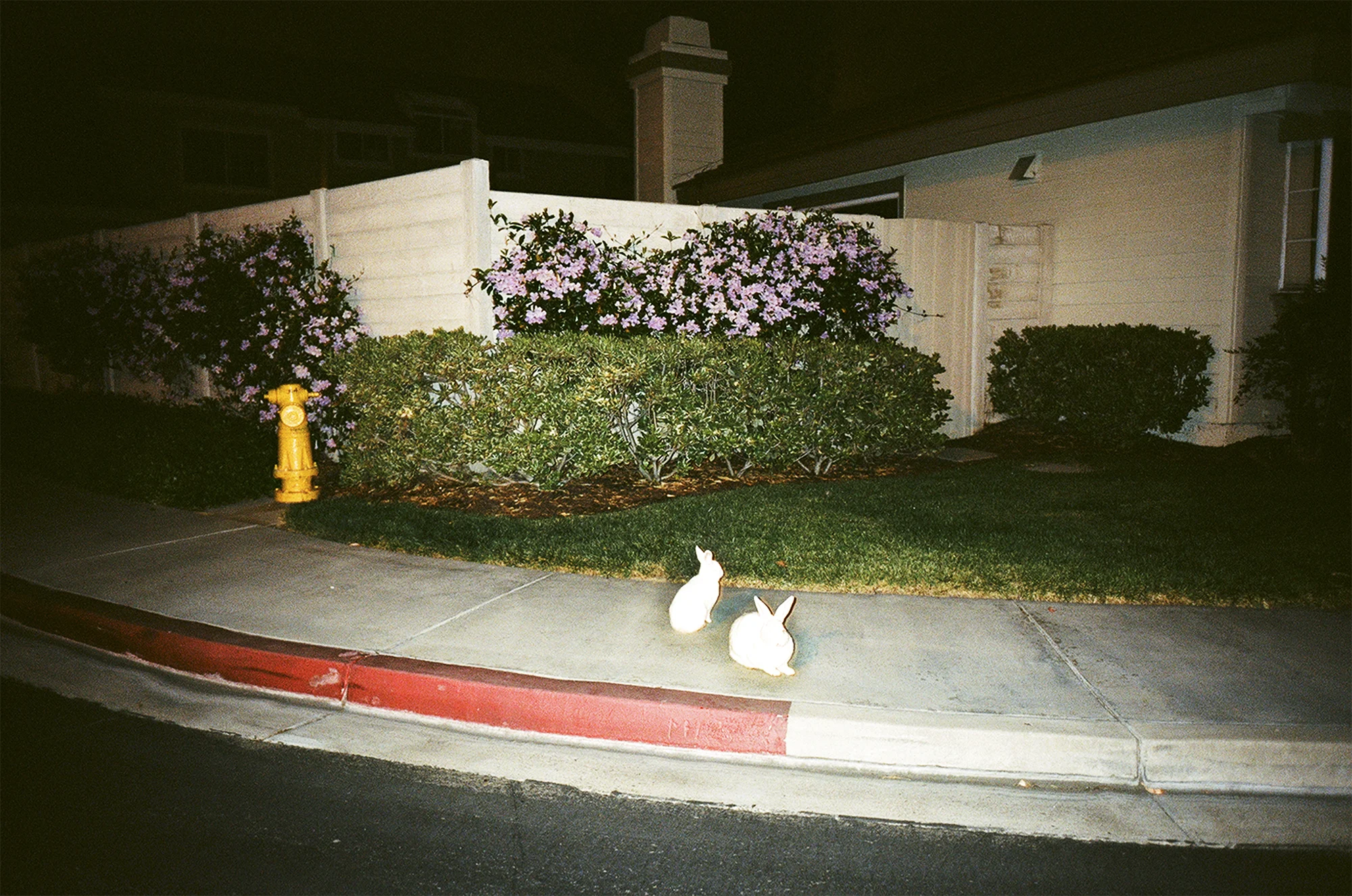 bunnies.jpg
