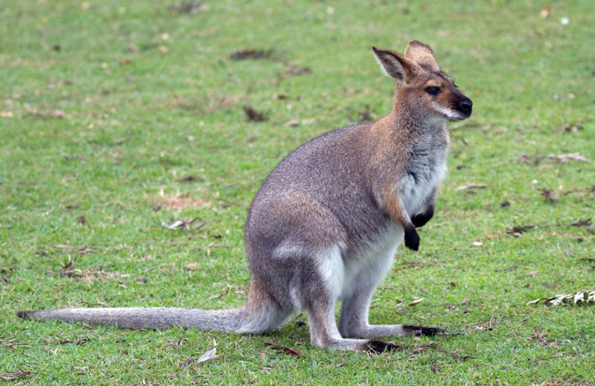 Wallaby.jpg