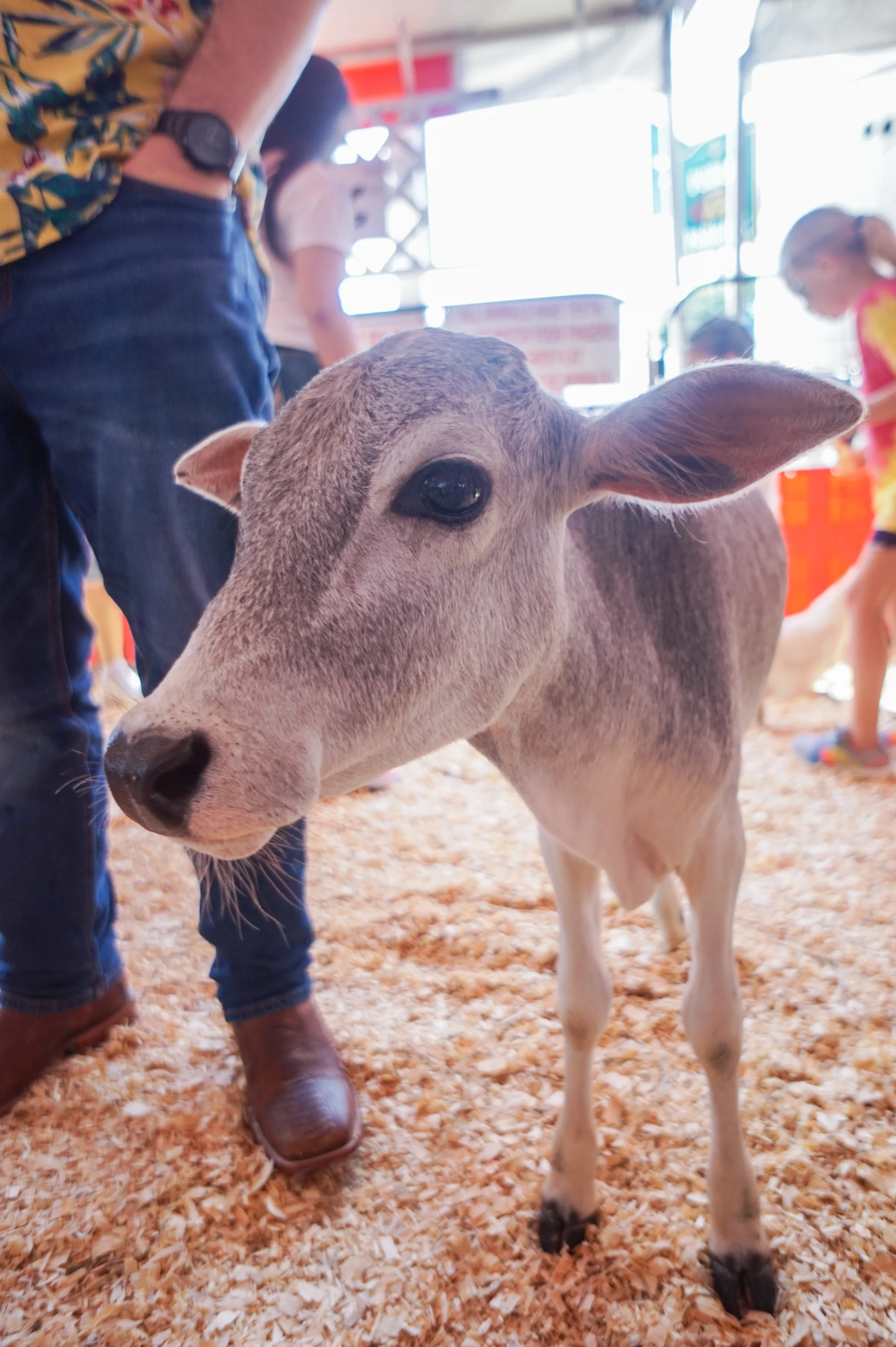 petting-zoo-16.jpg