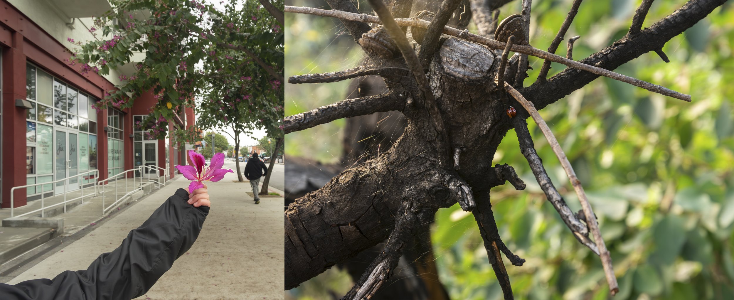 My son finds beautiful things