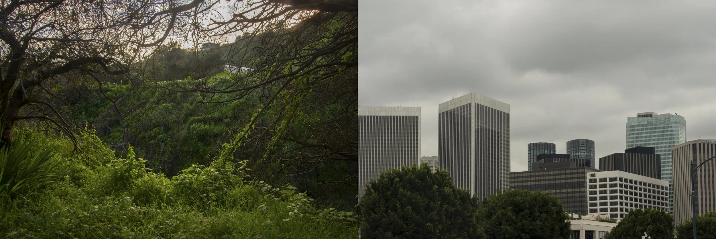 Welcome to the jungle