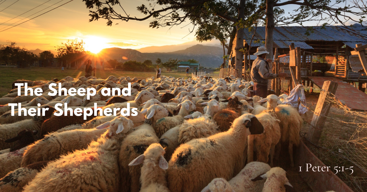 The Sheep and Their Shepherds.png