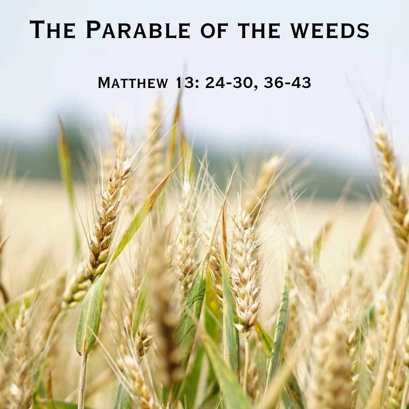 The Parable of the Weeds