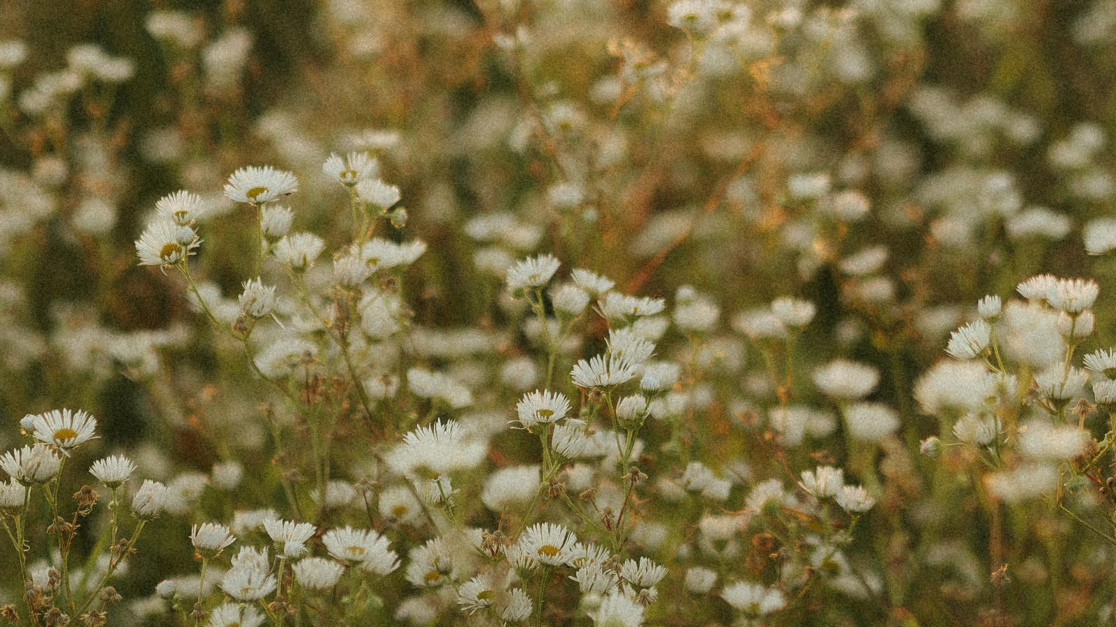 Overcome Sexual Temptation with Beauty