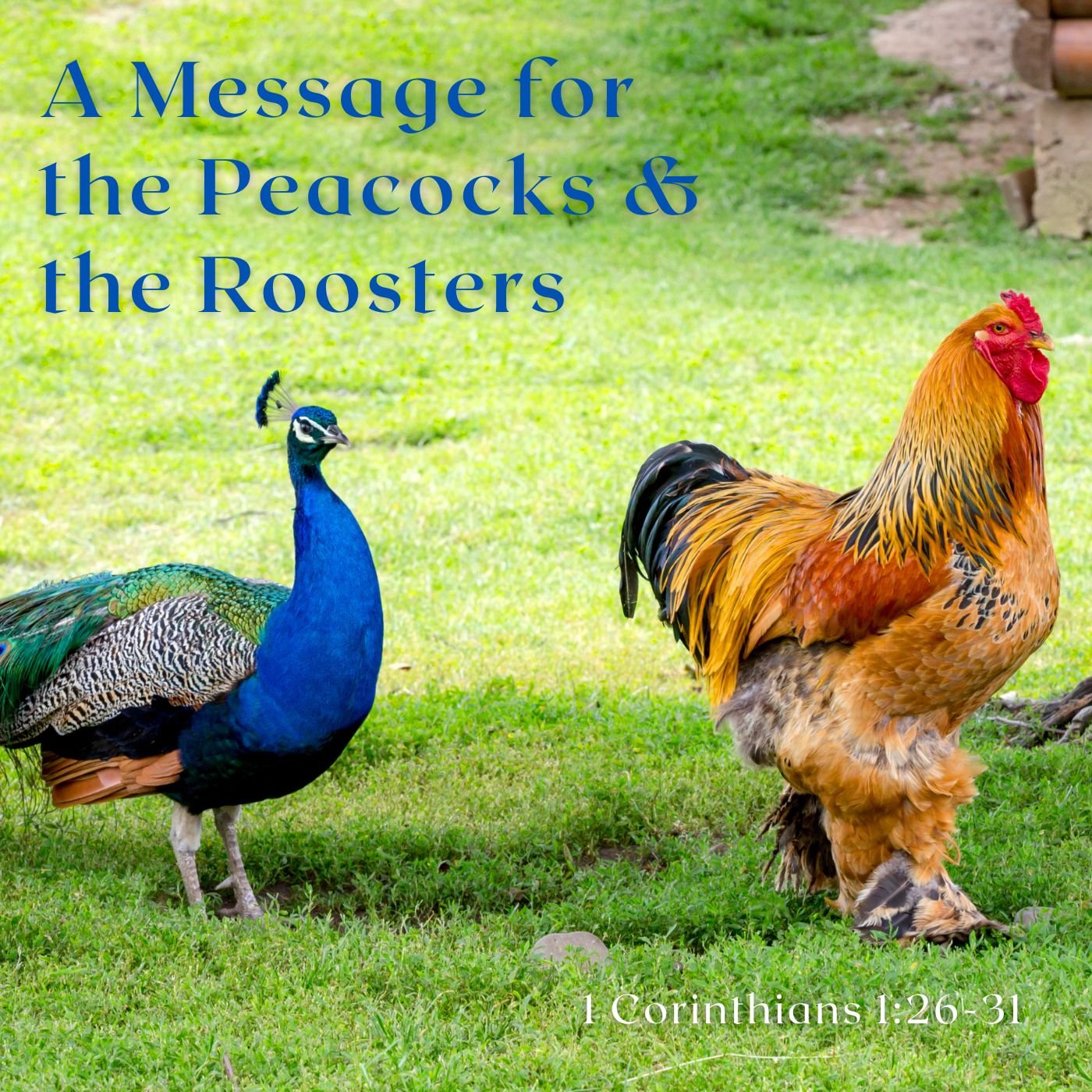 Apr 10, 2024 | A Message for the Peacocks and the Roosters (Part A)