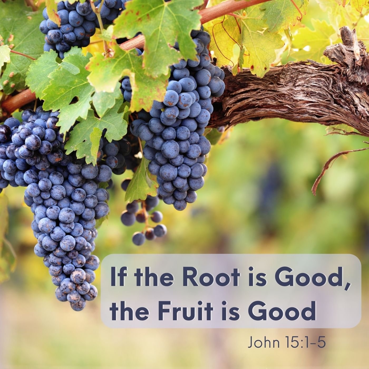 Feb 11, 2024 | If the Root is Good, the Fruit is Good (Part B)