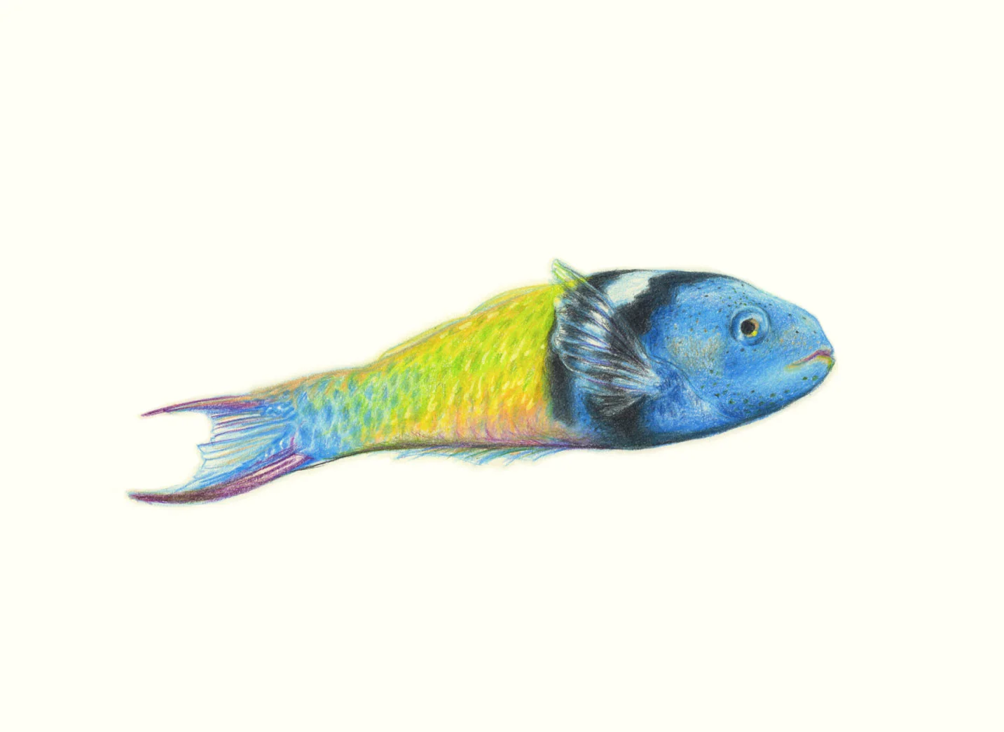 Bluehead Wrasse