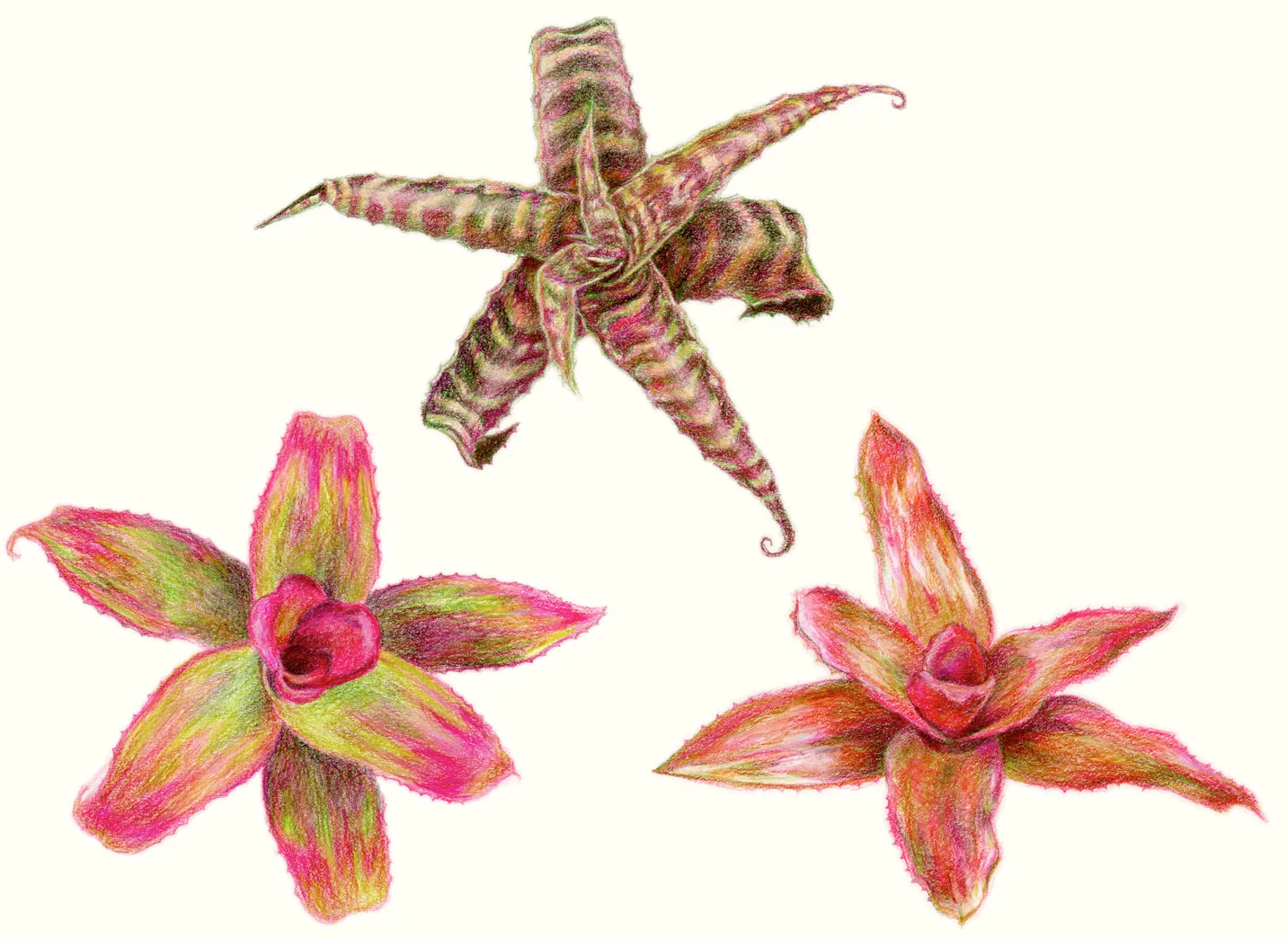Bromeliads