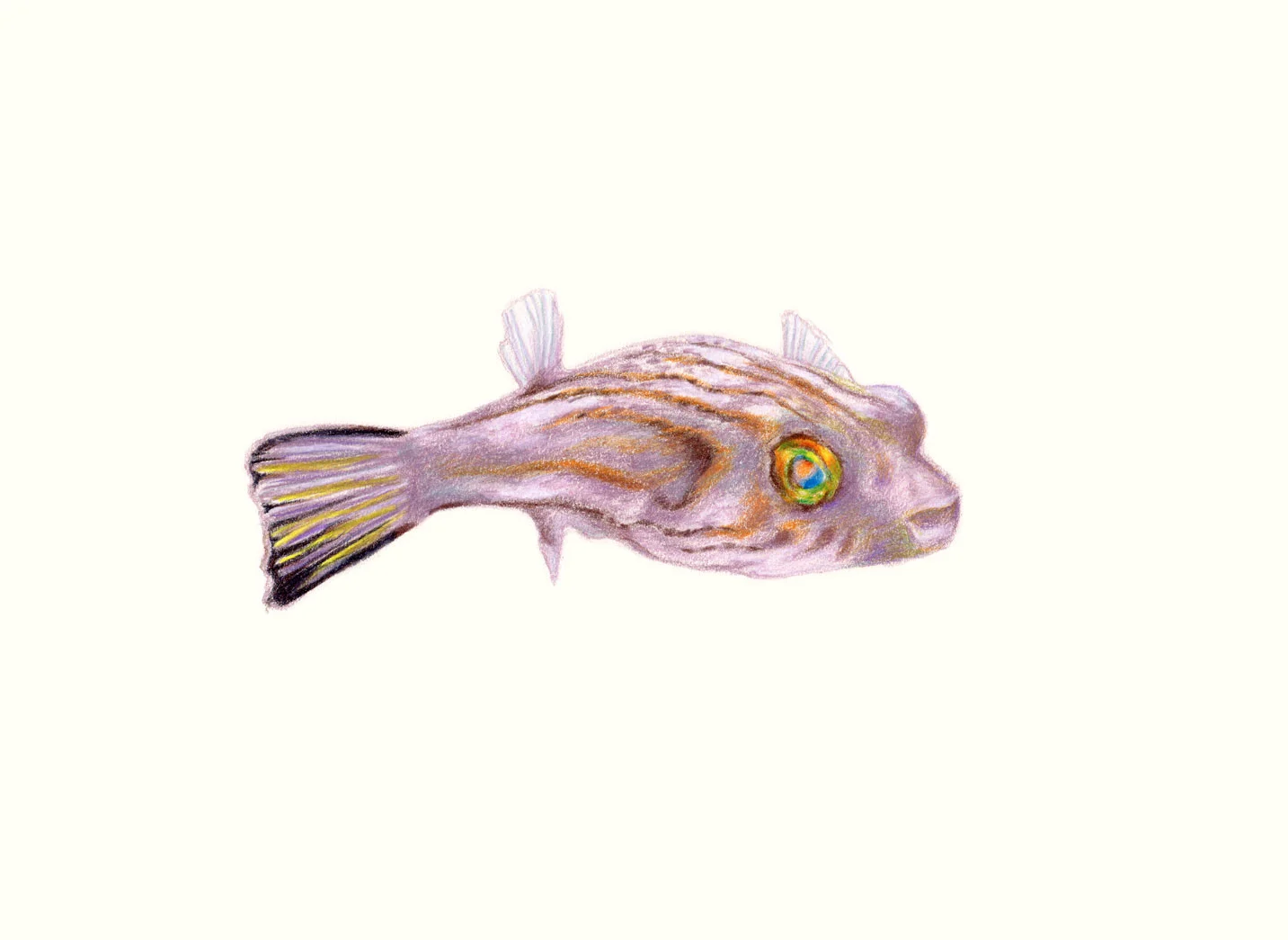 Narrow Line Dogface Puffer