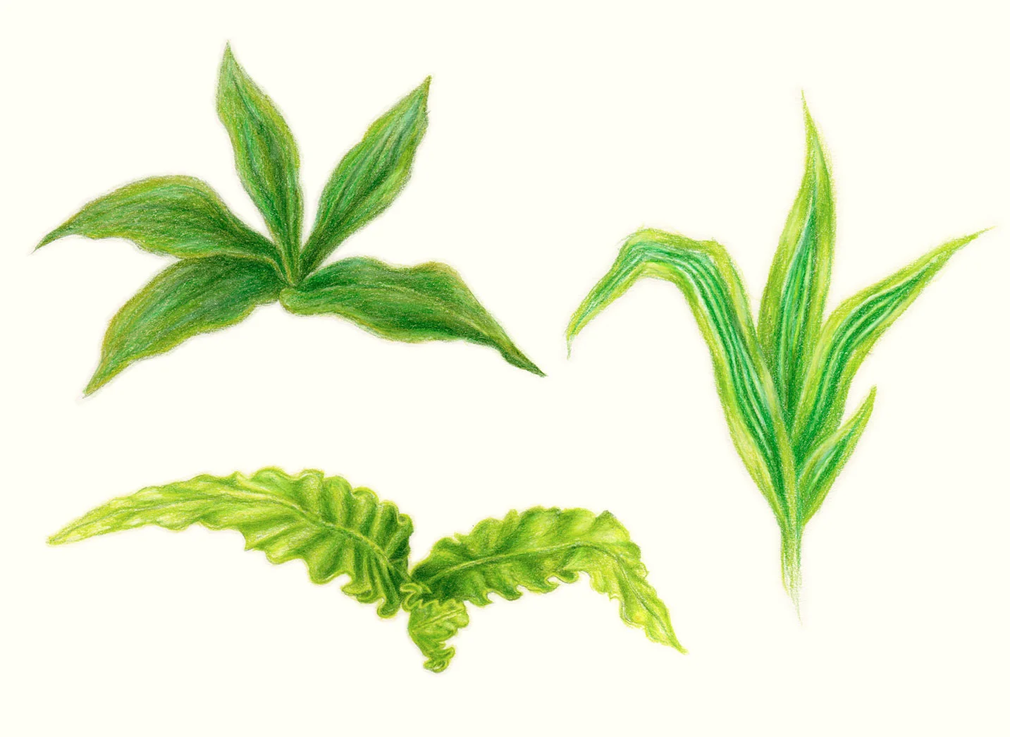 Plants, 2