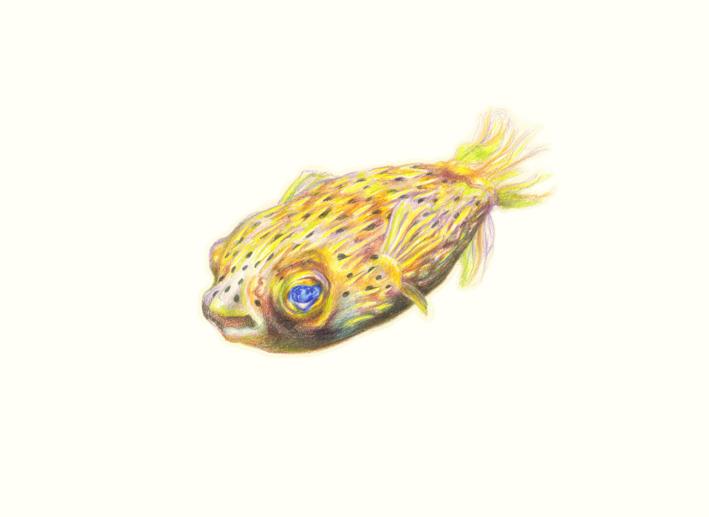Porcupine Pufferfish