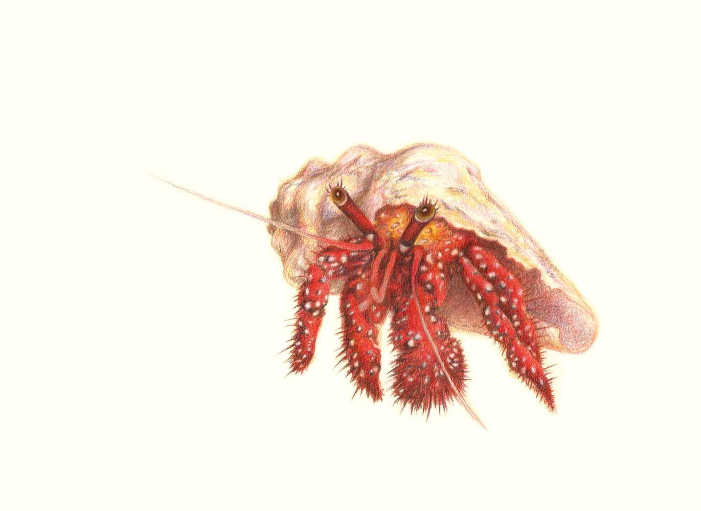 Red Hairy Pacific Crab