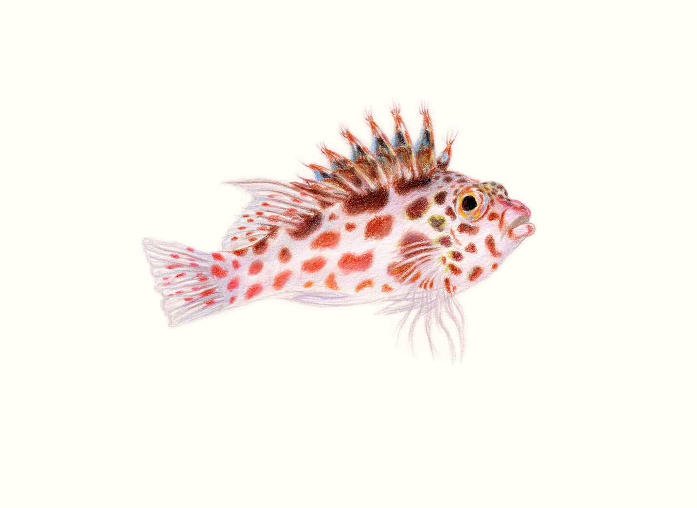 Speckled Hawkfish