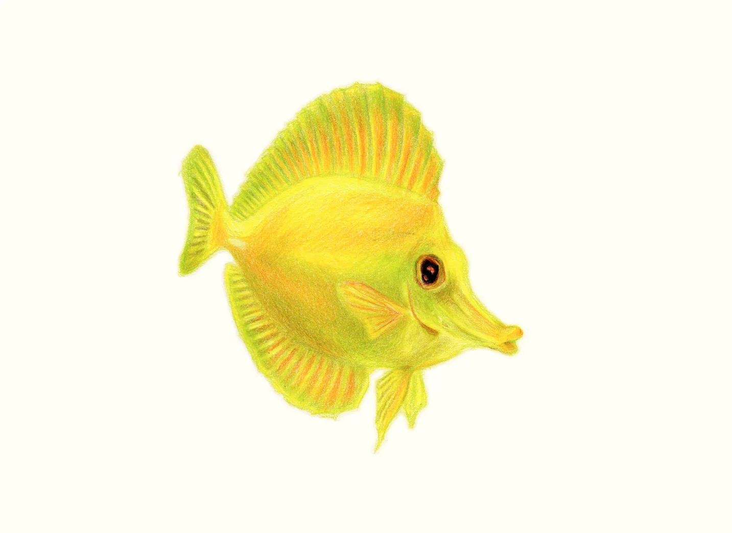 Yellow Tang