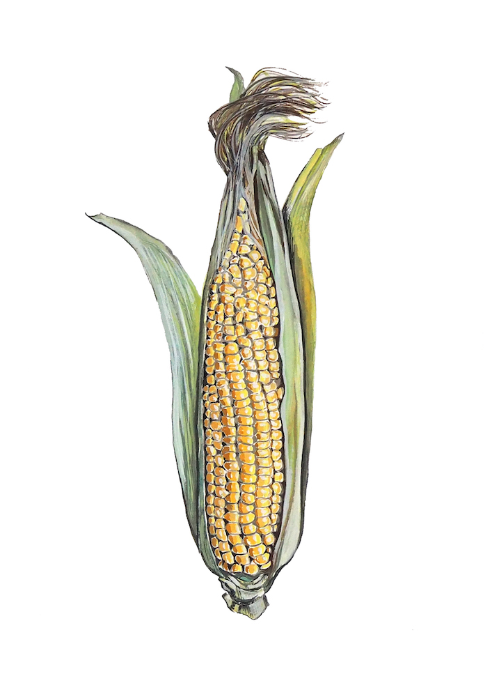 Sweetcorn 1000.jpeg
