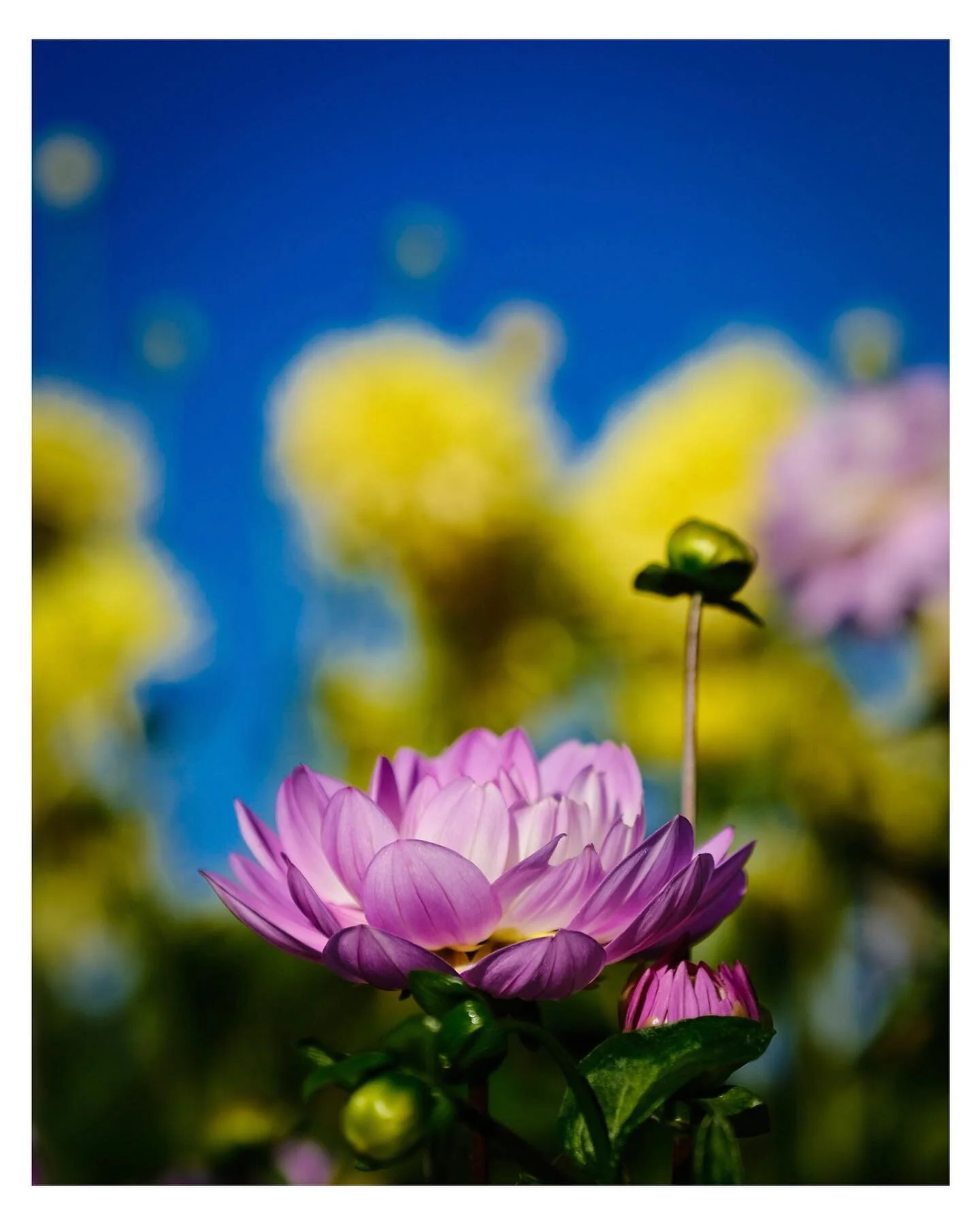 H&auml;rlig gr&ouml;nska p&aring; Bergianska🌼#bergianskatr&auml;dg&aring;rden #stockholm #flowerphotography #fujifilmxt4 #fujinon1655mm #fujifilmnordic #fujifilm_xseries