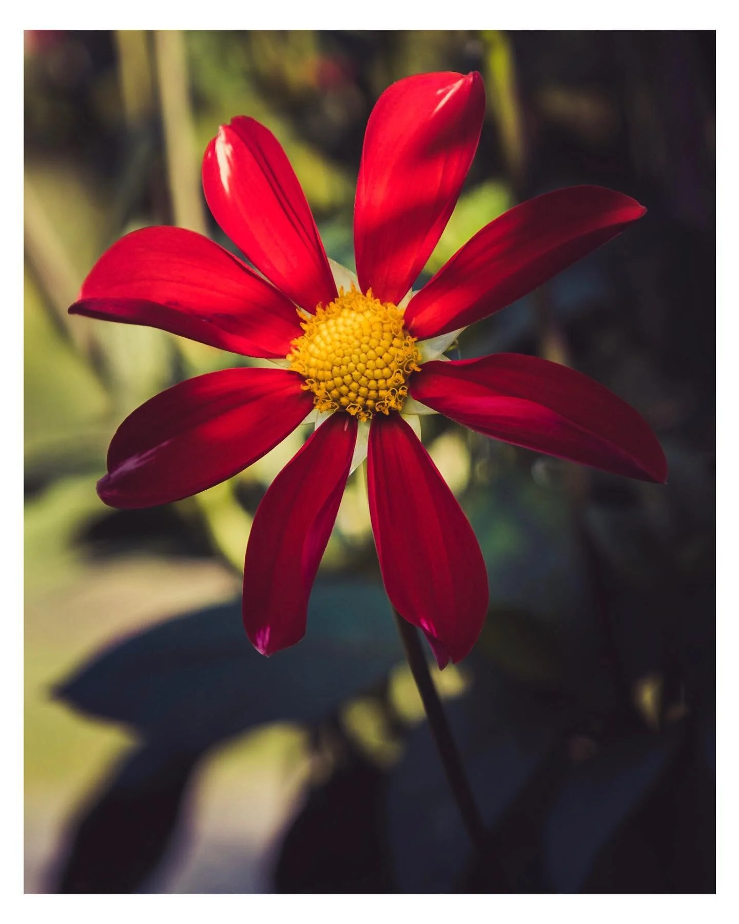 H&auml;rlig gr&ouml;nska p&aring; Bergianska🌼#bergianskatr&auml;dg&aring;rden #stockholm #flowerphotography #fujifilmxt4 #fujinon1655mm #fujifilmnordic #fujifilm_xseries