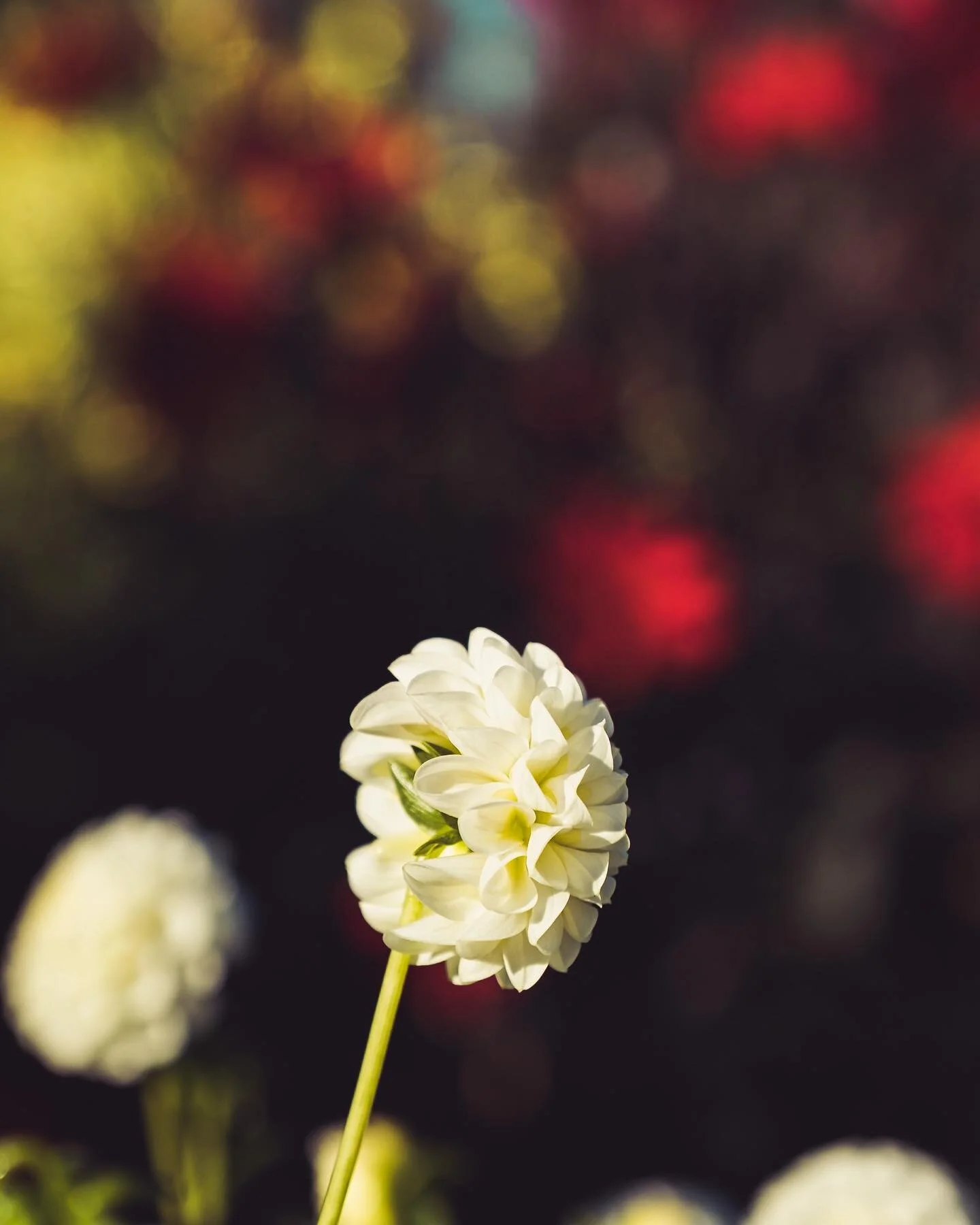 Härlig grönska på Bergianska🌼#bergianskaträdgården #stockholm #flowerphotography #fujifilmxt4 #fujinon1655mm #fujifilmnordic #fujifilm_xseries