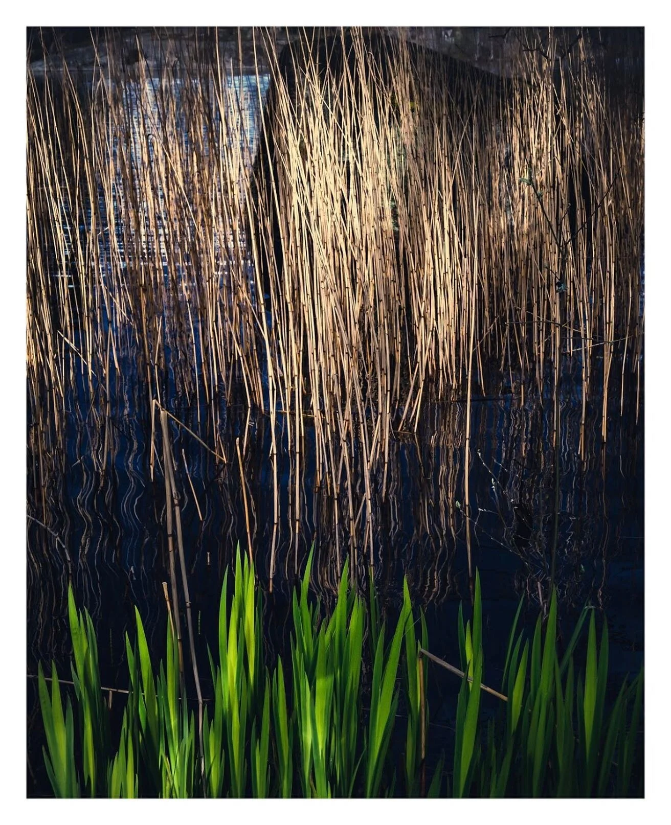 #hellasg&aring;rden #stockholm #fujifilmxh1  #fujinon1655mm #fujifilmnordic