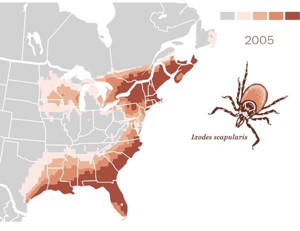 The black-legged tick, or deer tick, transmits Lyme disease, babesiosis, Powassan virus, and Borrelia anaplasmosis. Sources: EcoHealth, Centers for Disease Control and Prevention
