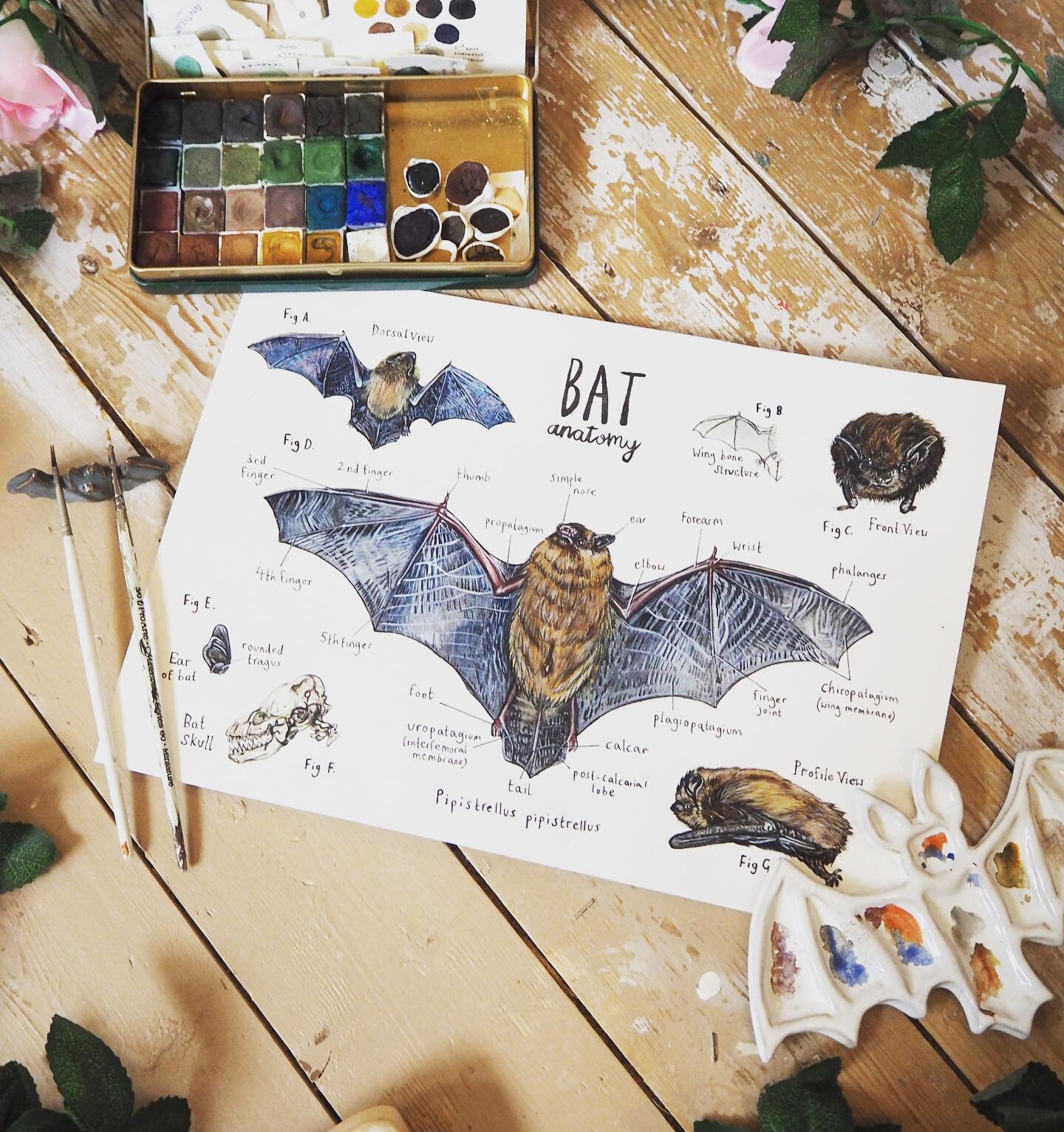 Happy Spooky Day!
🔻
@naomi.joy.art creates detailed animal paintings focussing on British wildlife, conservation and animal rights including this lovely bat anatomy illustration.&nbsp;
🔸
Naomi creates paintings at home in her cosy studio that is al