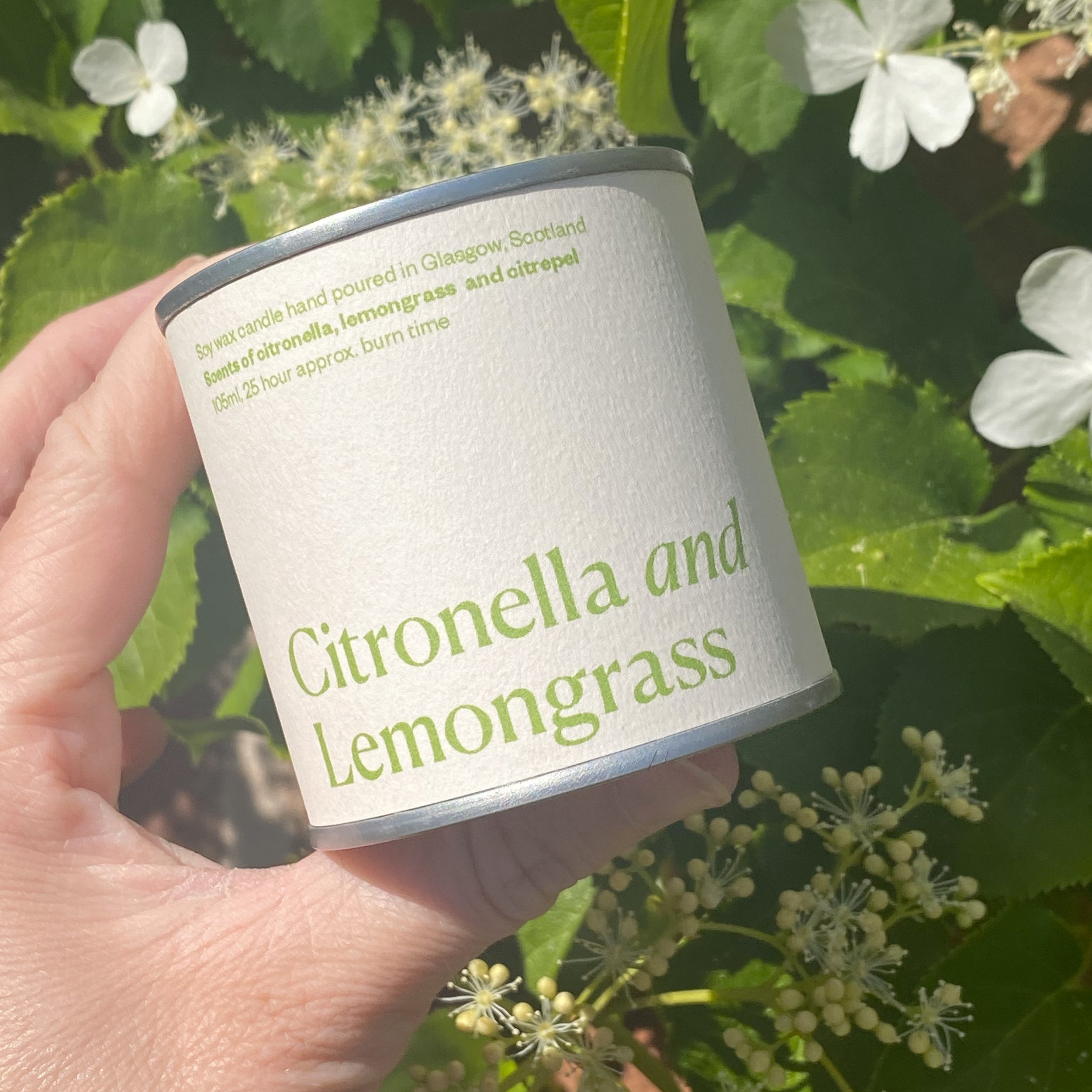 citronella_hydrangea_sq.jpg