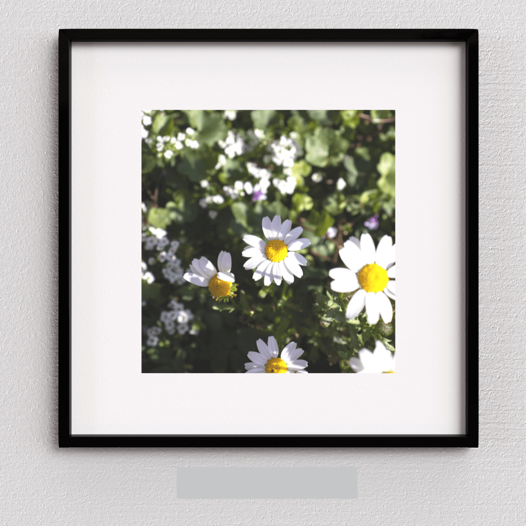 Daisy Flower Wall Art Print — Stripes & Willows