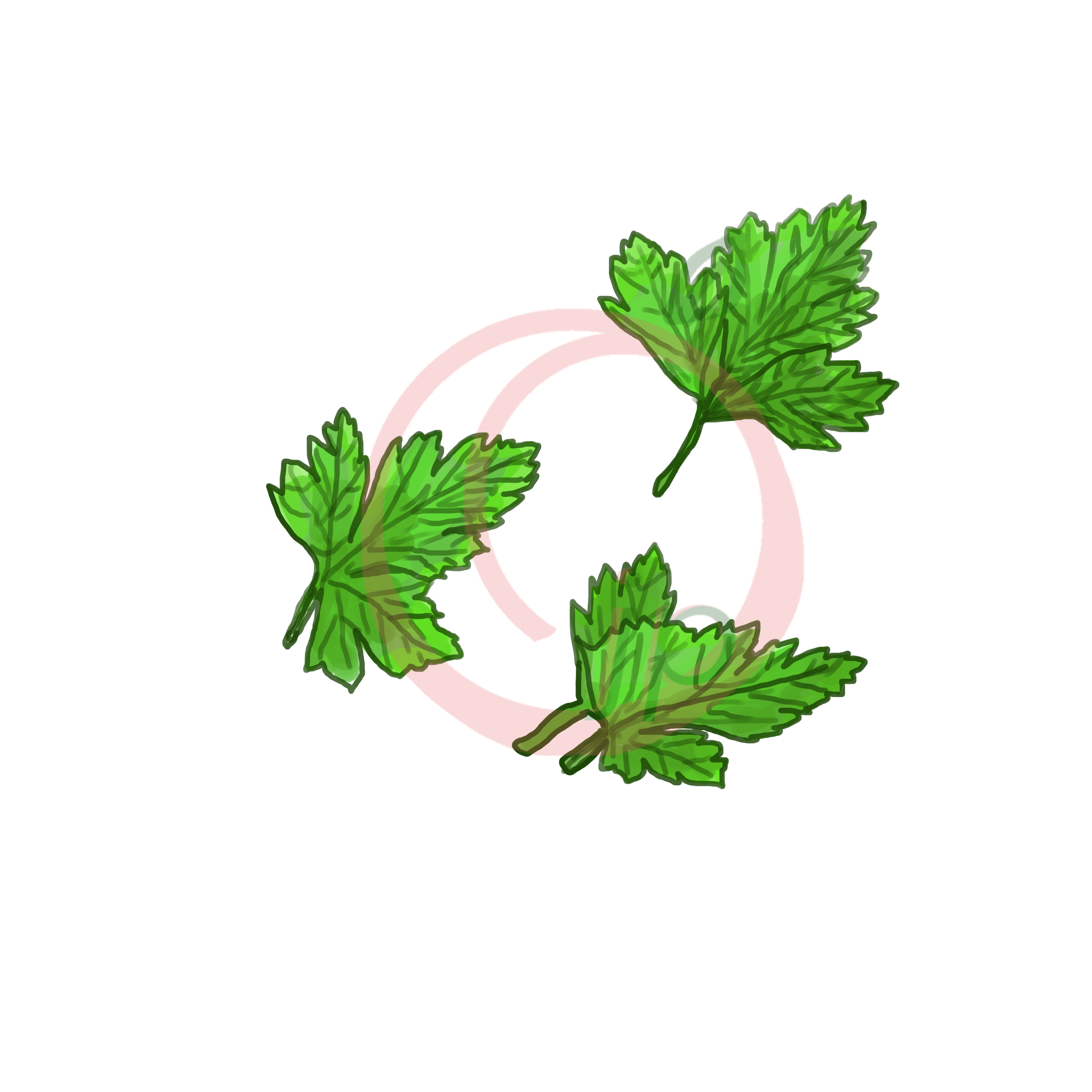 coriander leaf-watermark.png