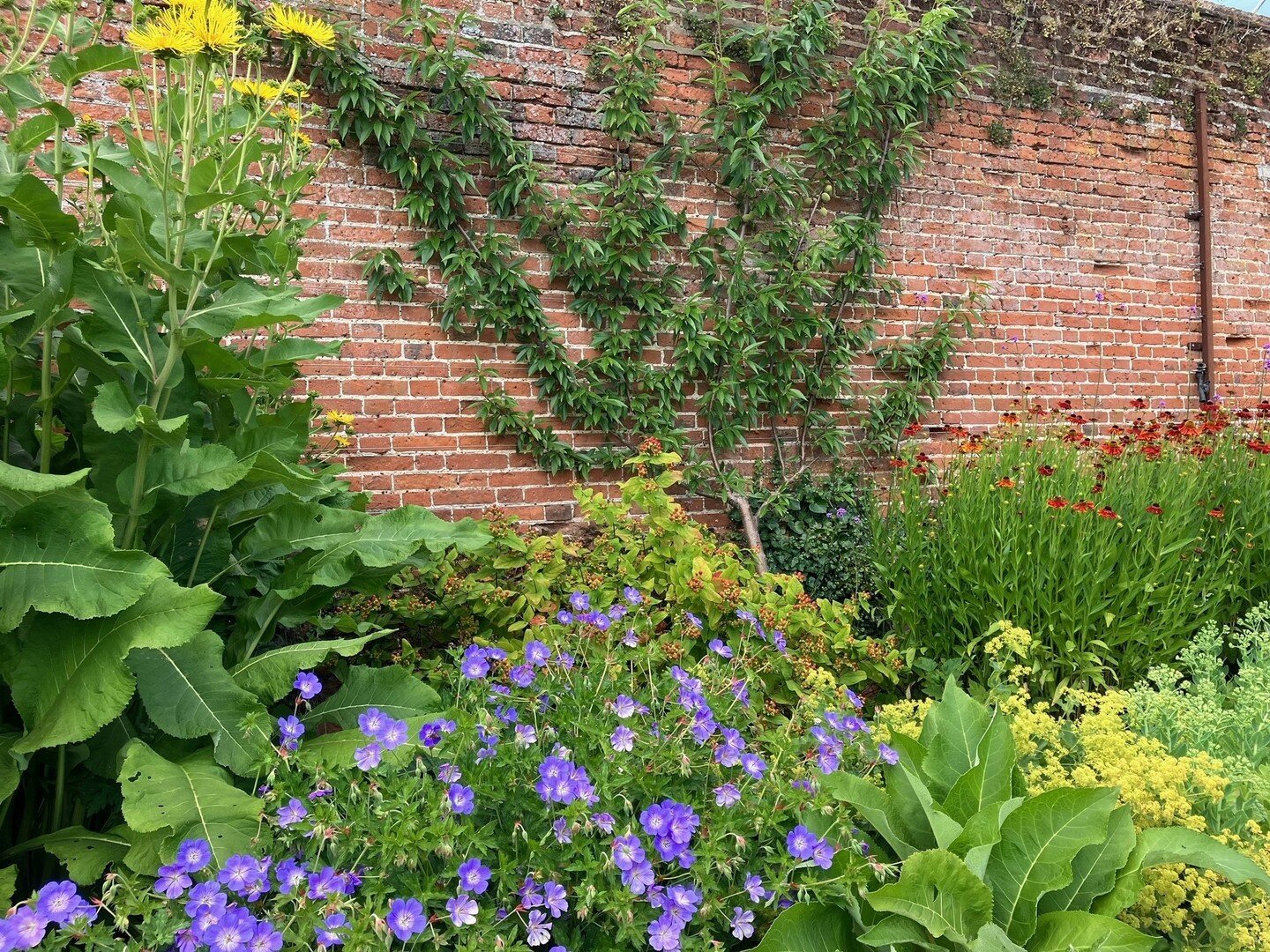 In our gardens, Mike our Head Gardener and his team have been busy cutting the grass after the heavy rains of summer &ndash; with drifts of spring bulbs, daffodils, snowdrops and bluebells being cut back. 

In the walled garden, strawberries, early r