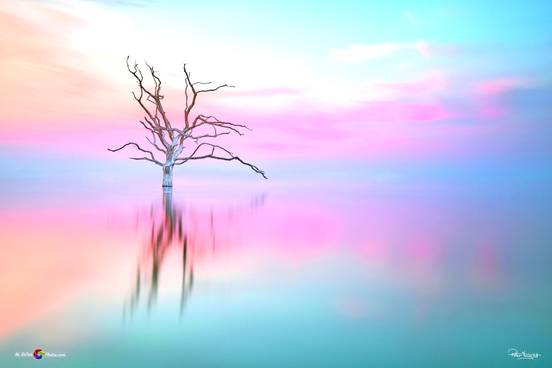 Ghost Lone Tree