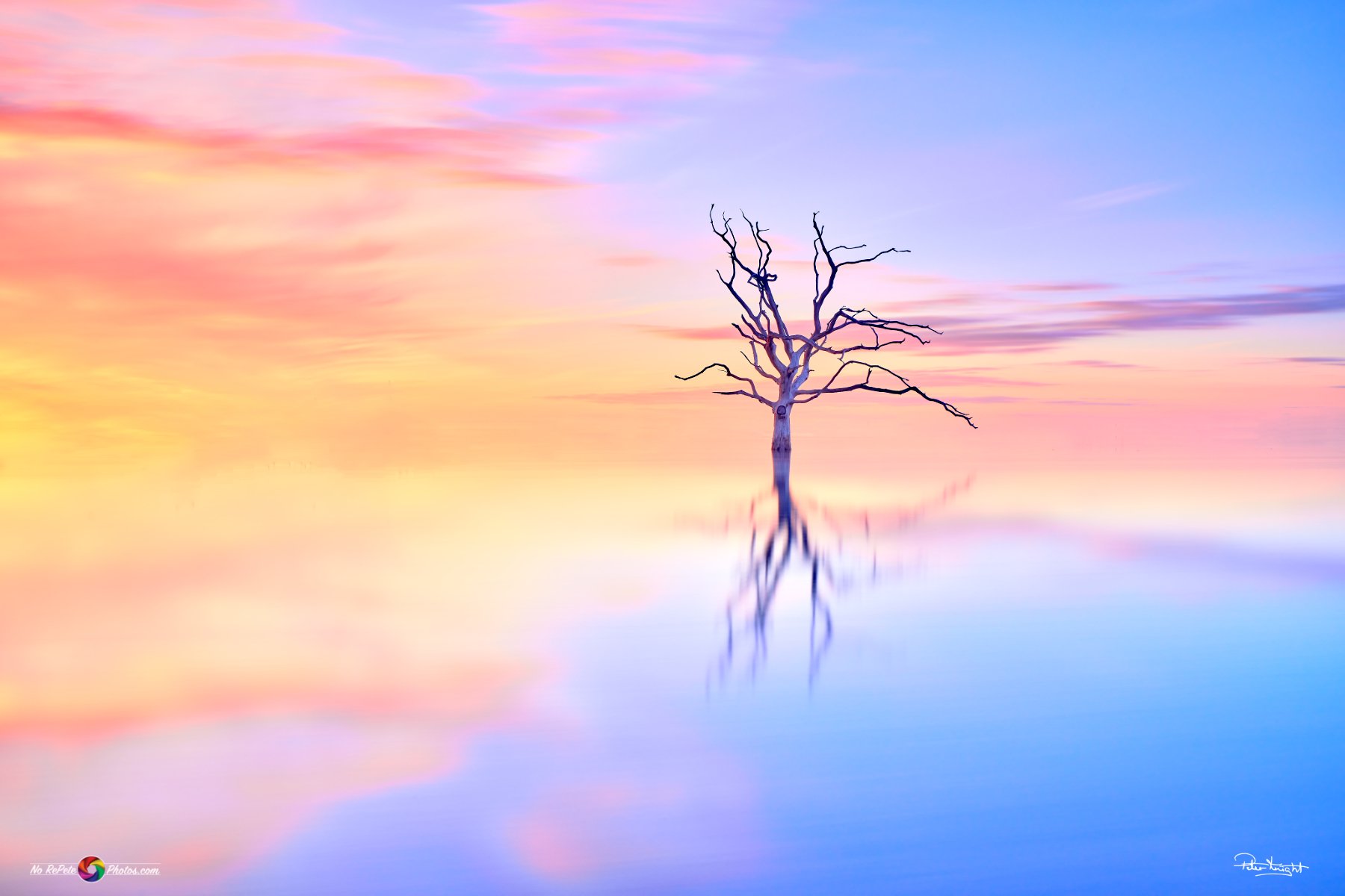 Mystical Tree
