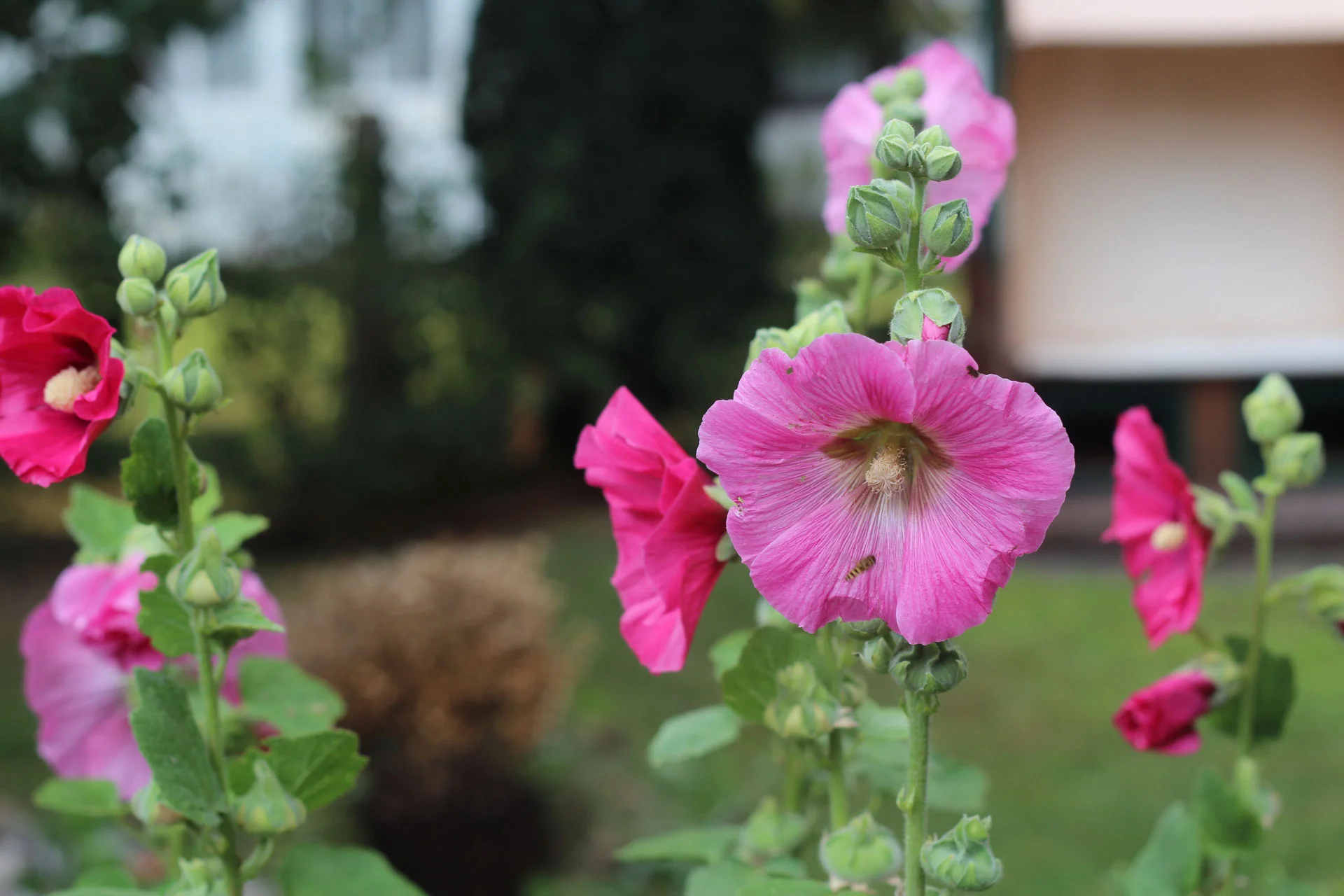 Blumen im Garten