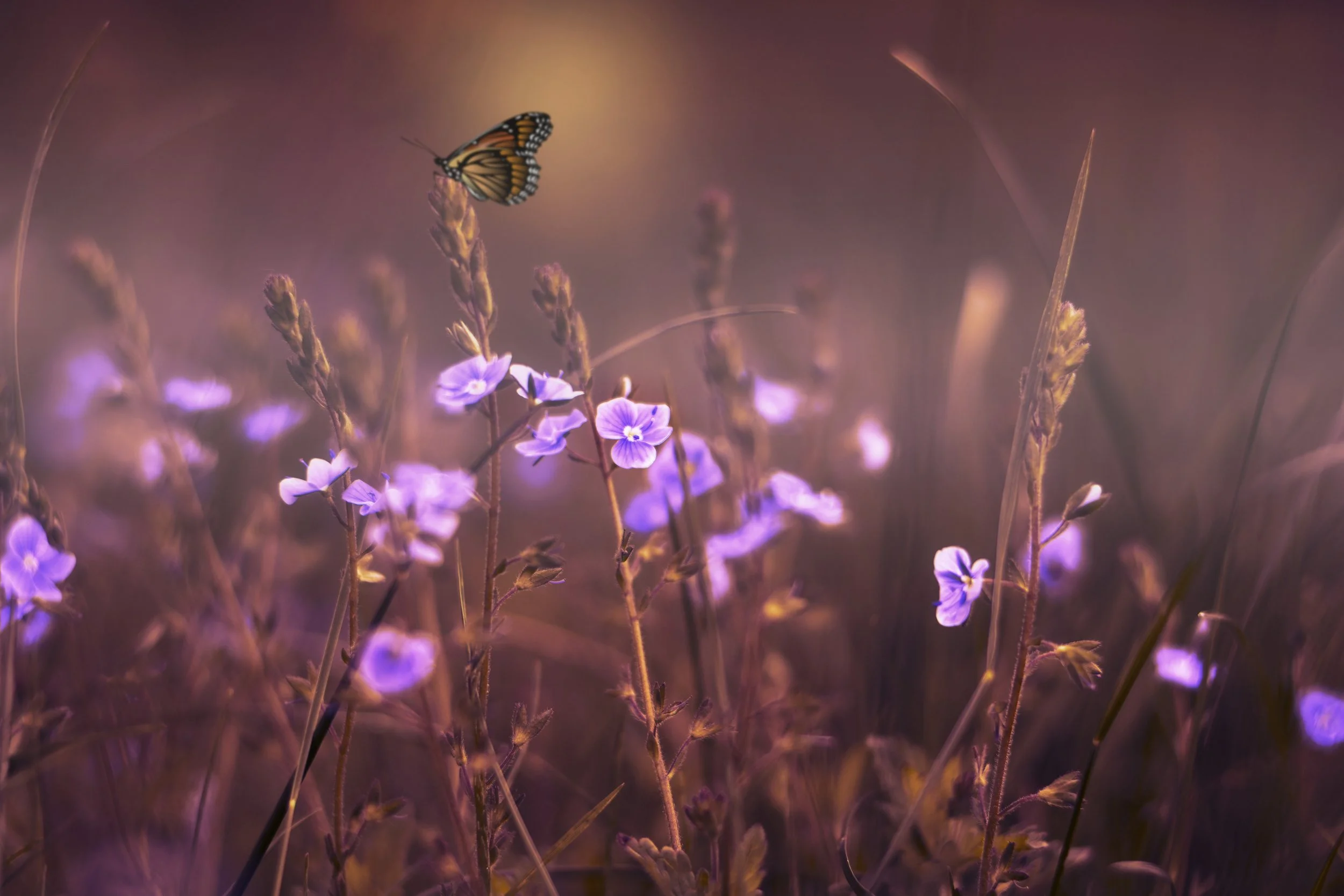 flowers-402094.jpg
